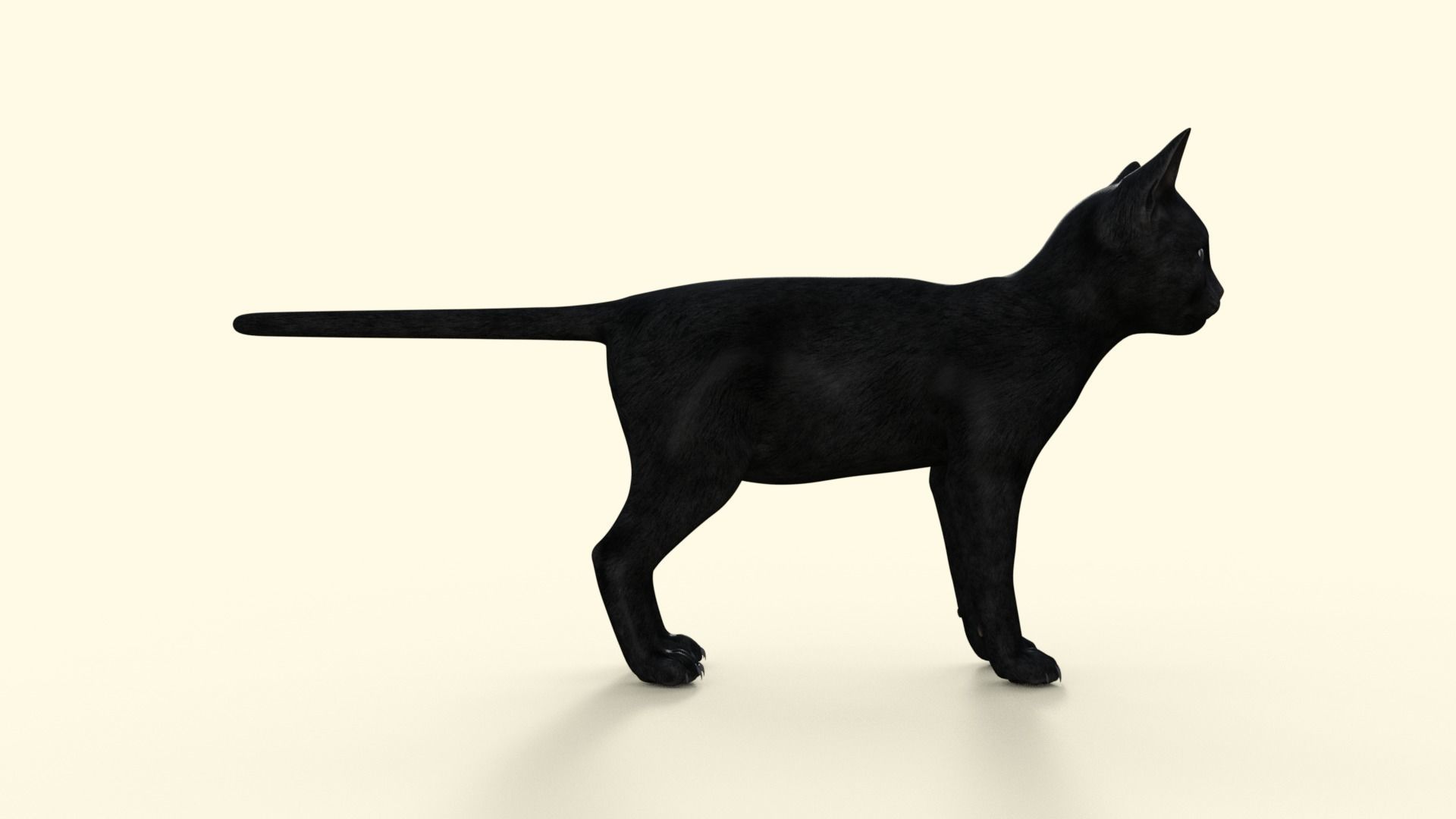 Realistic 3D Black  Kitten Rigged 3D model_26