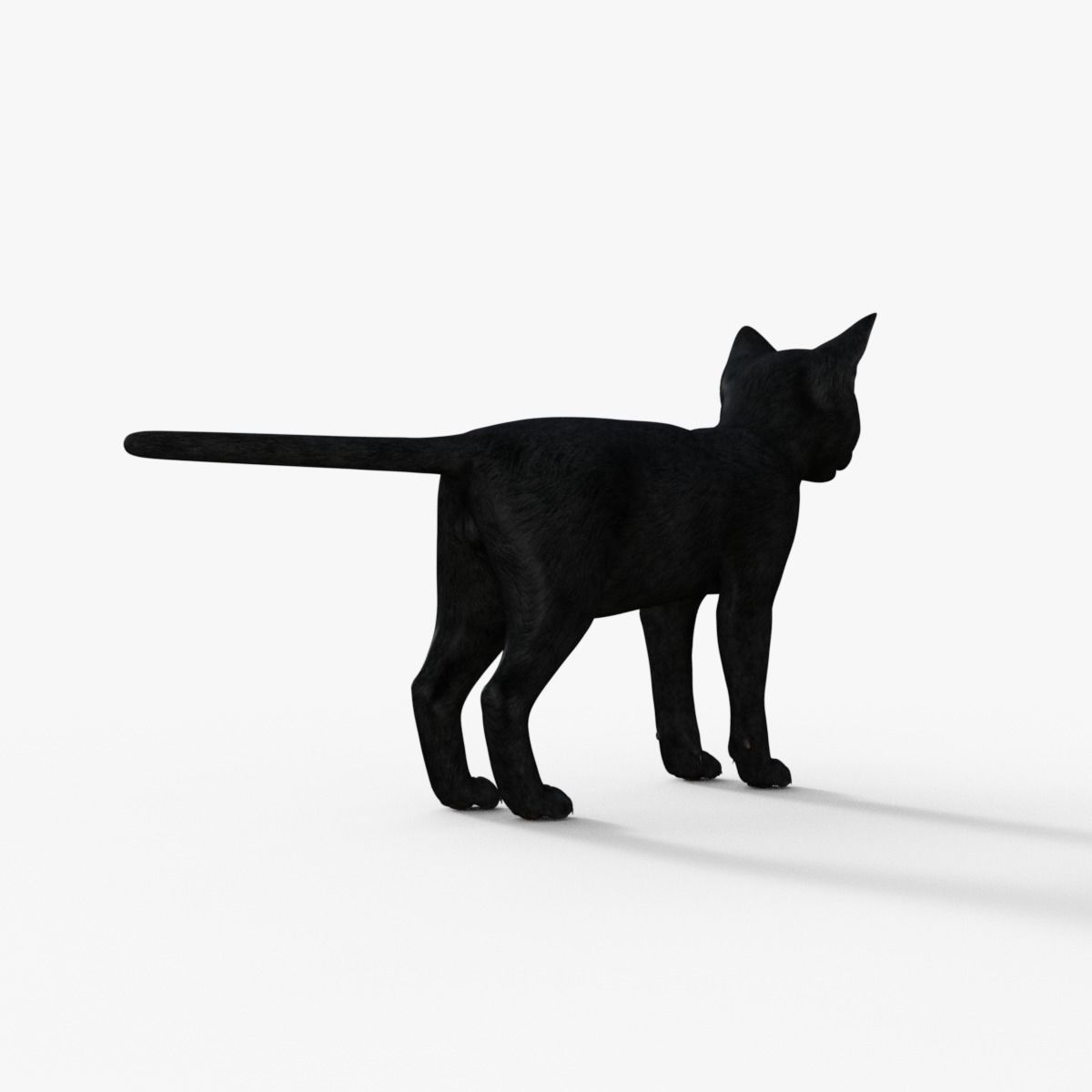 Realistic 3D Black  Kitten Rigged 3D model_6