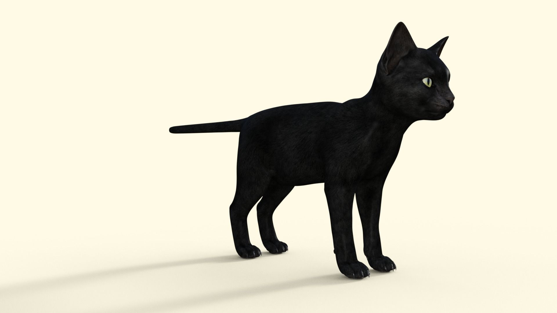 Realistic 3D Black  Kitten Rigged 3D model_28
