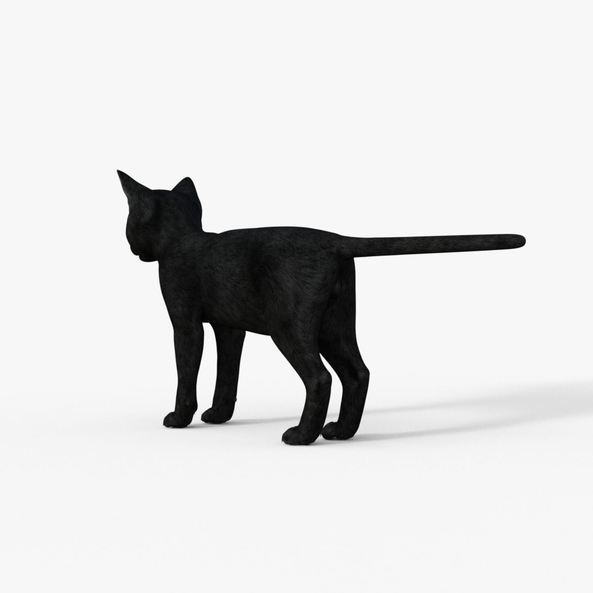 Realistic 3D Black  Kitten Rigged 3D model_4