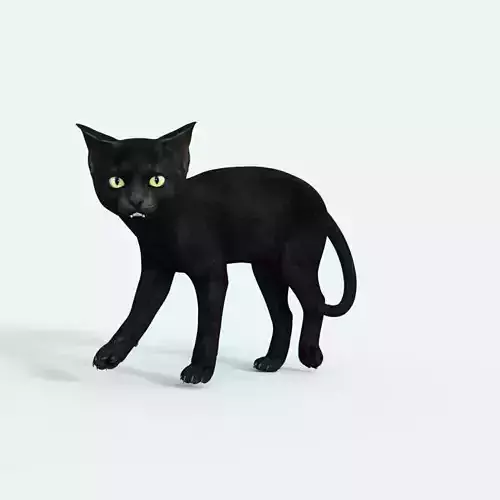 Realistic 3D Black  Kitten Rigged