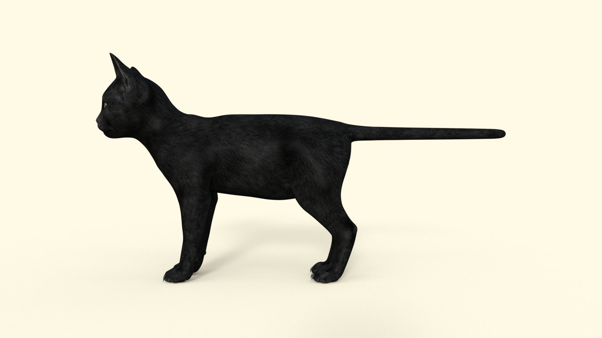 Realistic 3D Black  Kitten Rigged 3D model_27