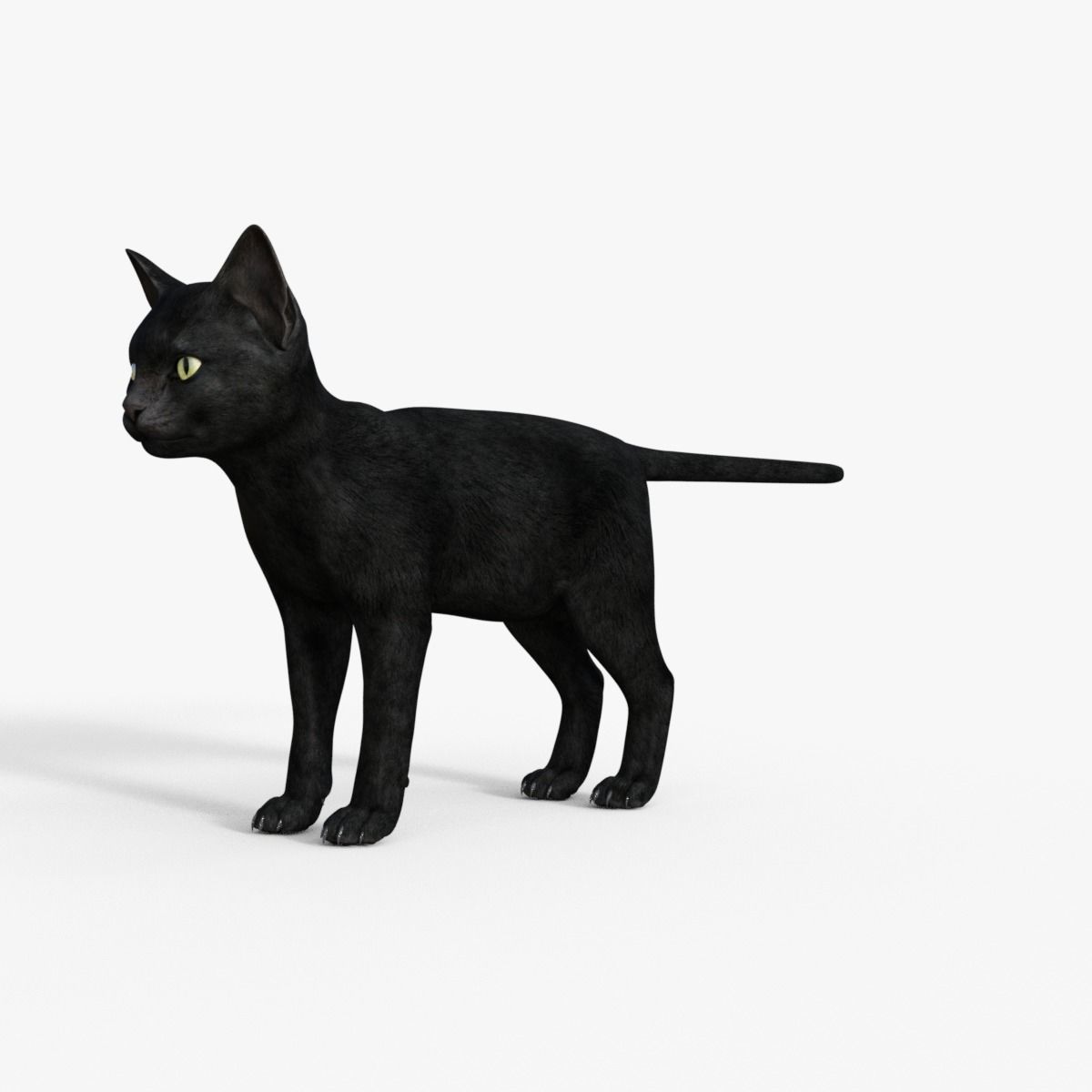Realistic 3D Black  Kitten Rigged 3D model_10