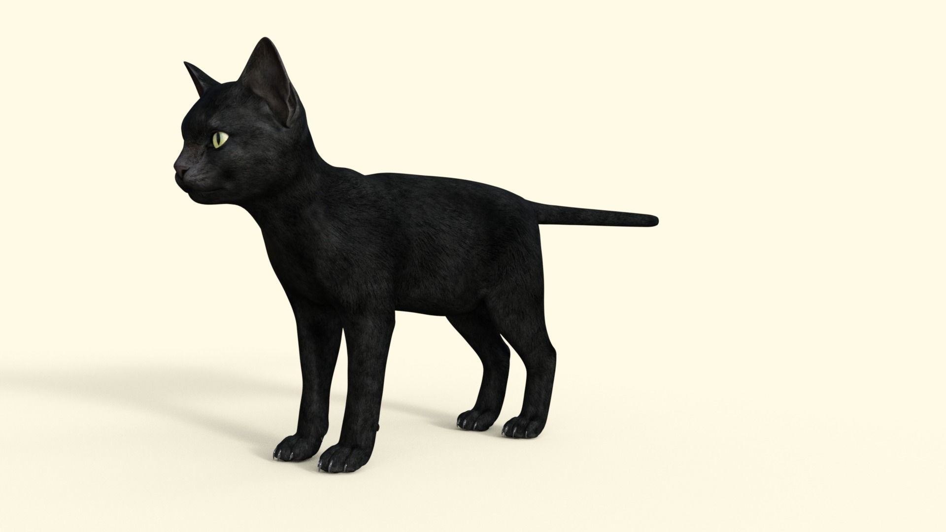 Realistic 3D Black  Kitten Rigged 3D model_34