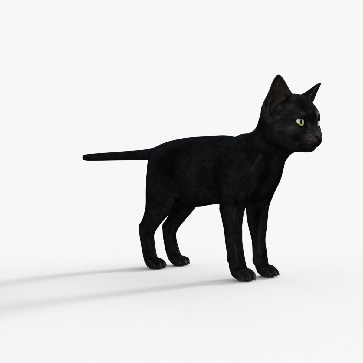 Realistic 3D Black  Kitten Rigged 3D model_8