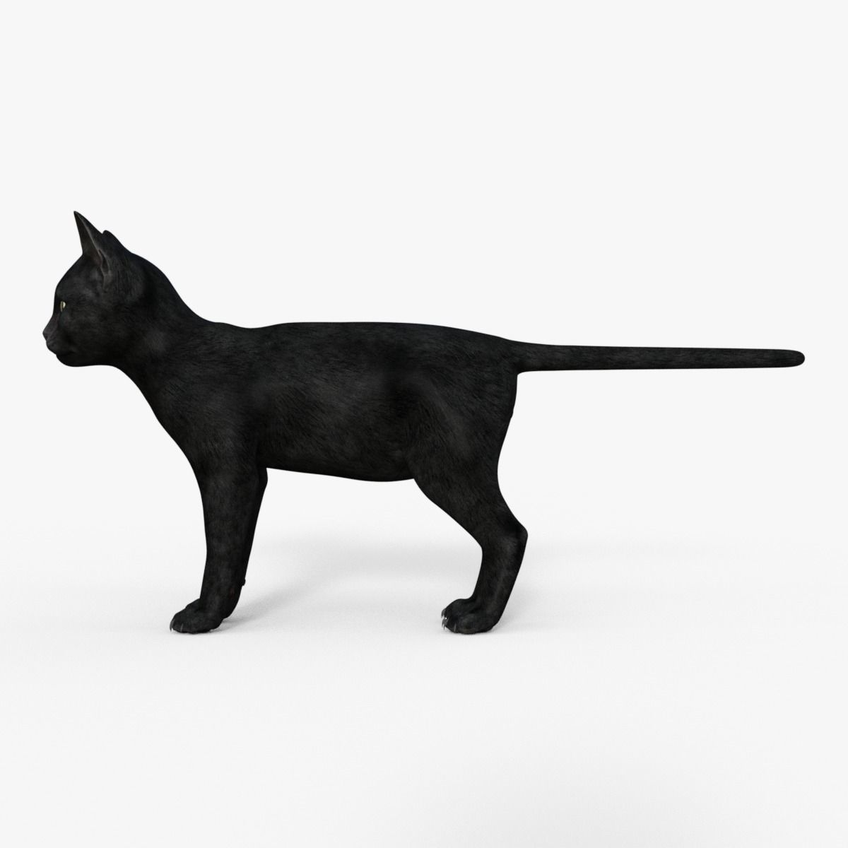 Realistic 3D Black  Kitten Rigged 3D model_3