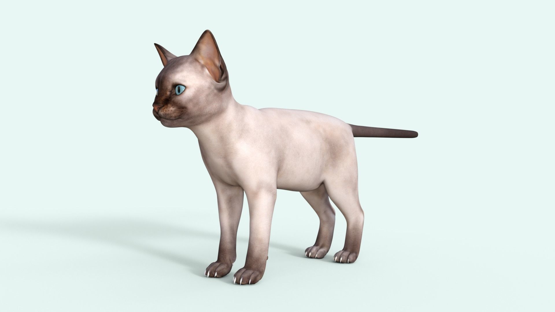 3D Realistic Siamese  Cute Kitten Rigged 3D model_33