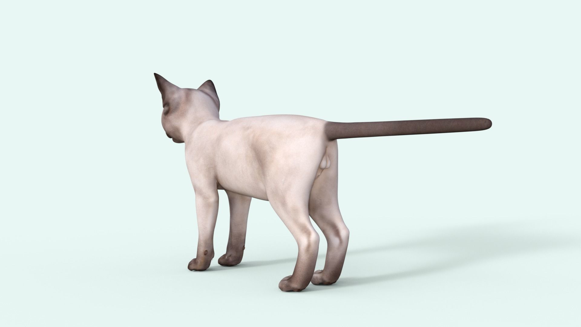 3D Realistic Siamese  Cute Kitten Rigged 3D model_35