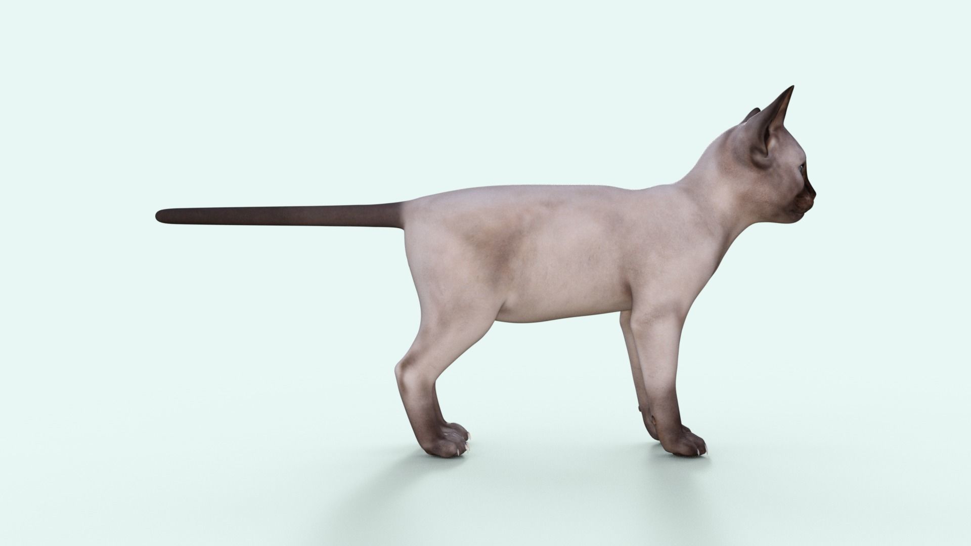3D Realistic Siamese  Cute Kitten Rigged 3D model_30