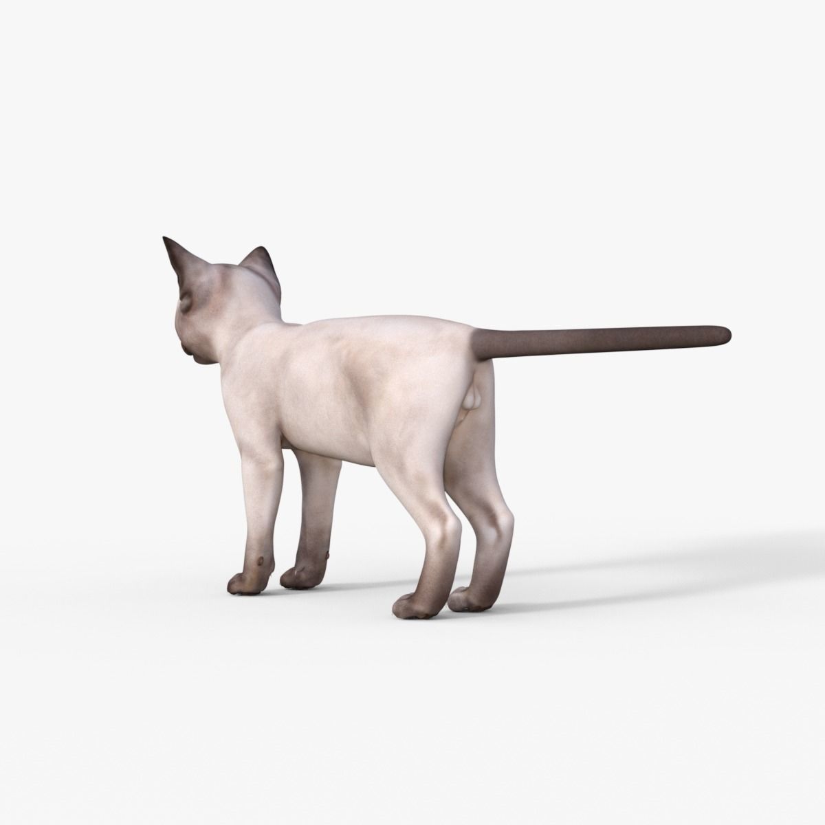3D Realistic Siamese  Cute Kitten Rigged 3D model_4