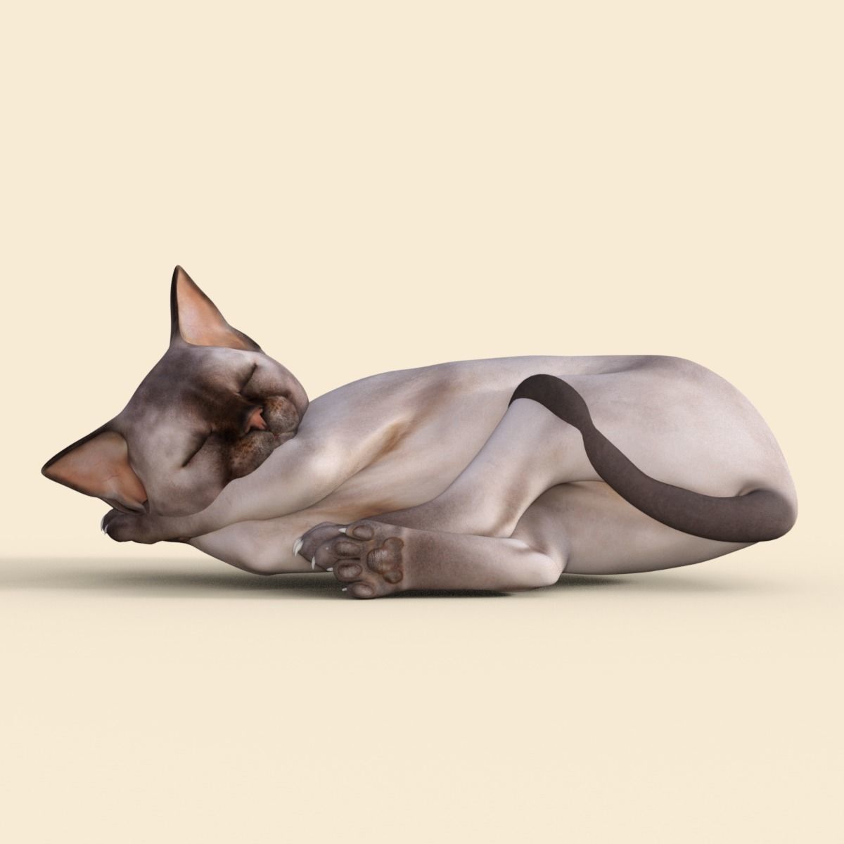 3D Realistic Siamese  Cute Kitten Rigged 3D model_21
