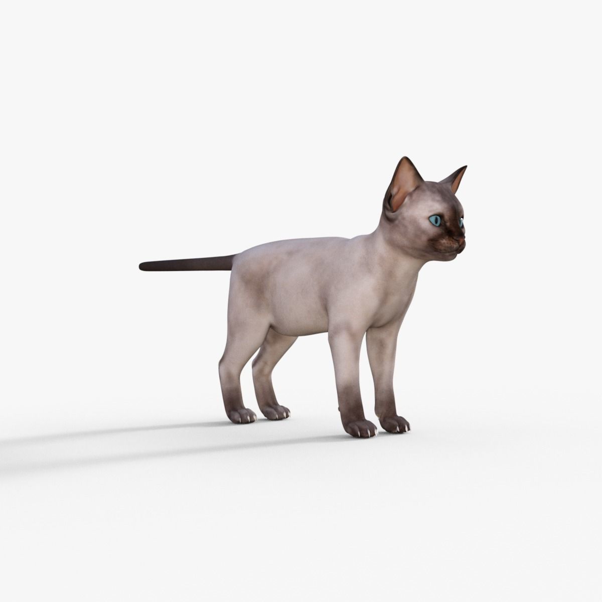 3D Realistic Siamese  Cute Kitten Rigged 3D model_8