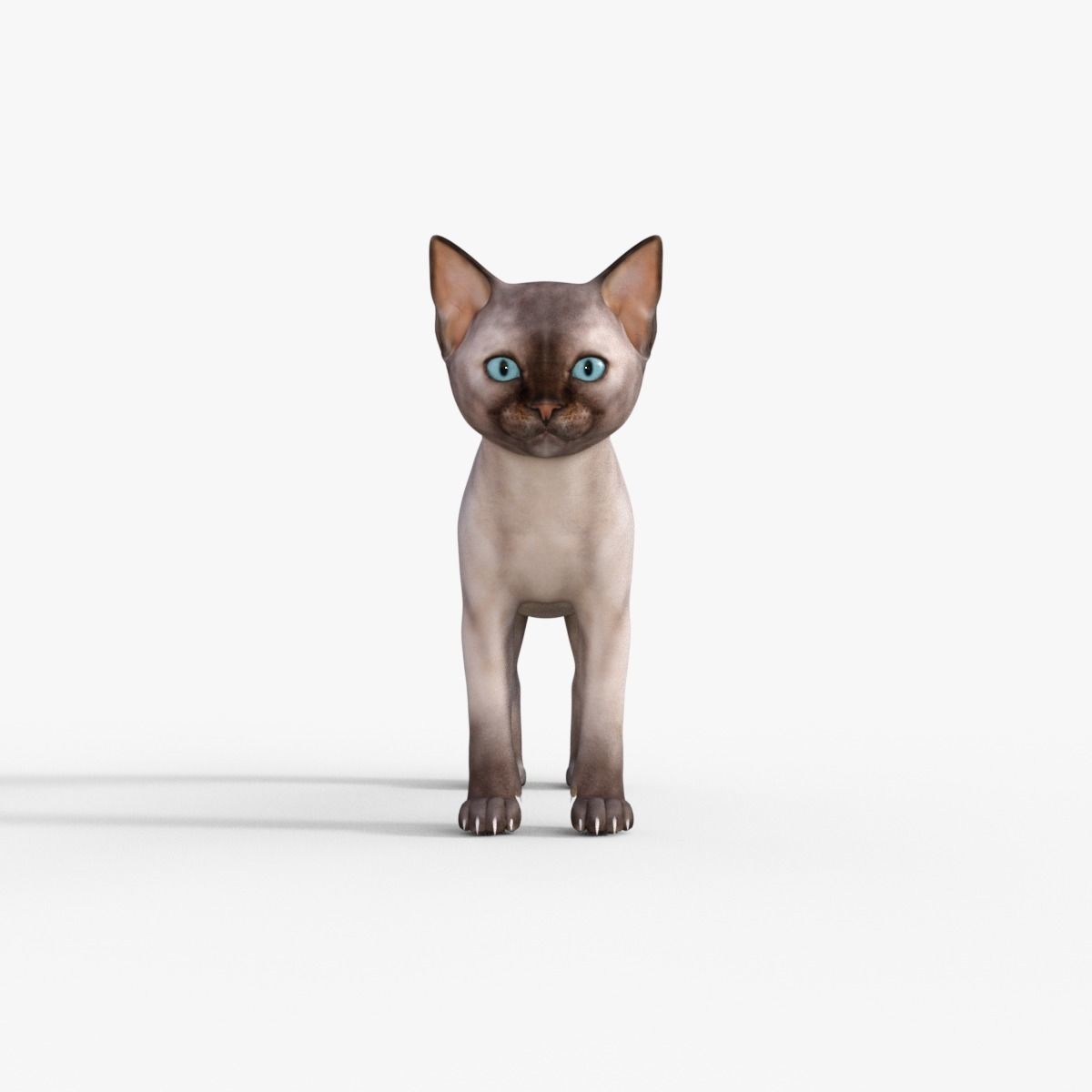 3D Realistic Siamese  Cute Kitten Rigged 3D model_2