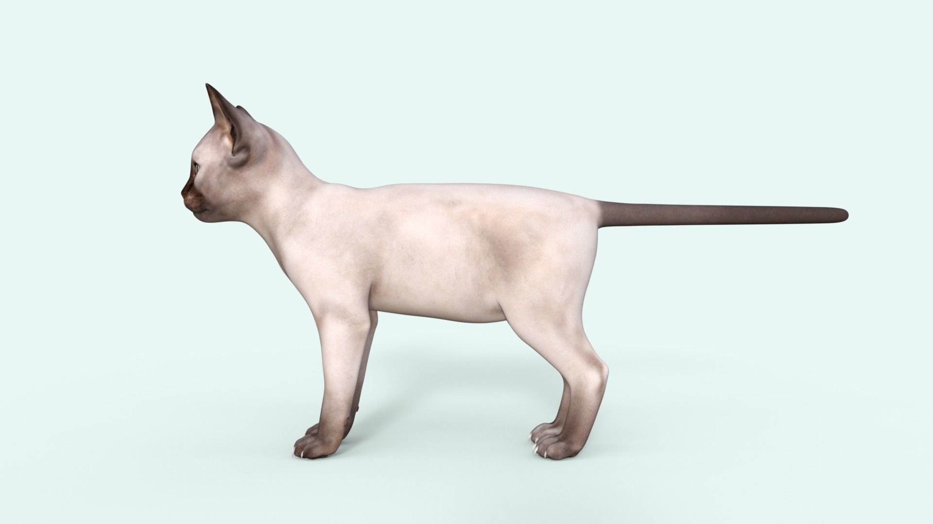 3D Realistic Siamese  Cute Kitten Rigged 3D model_34