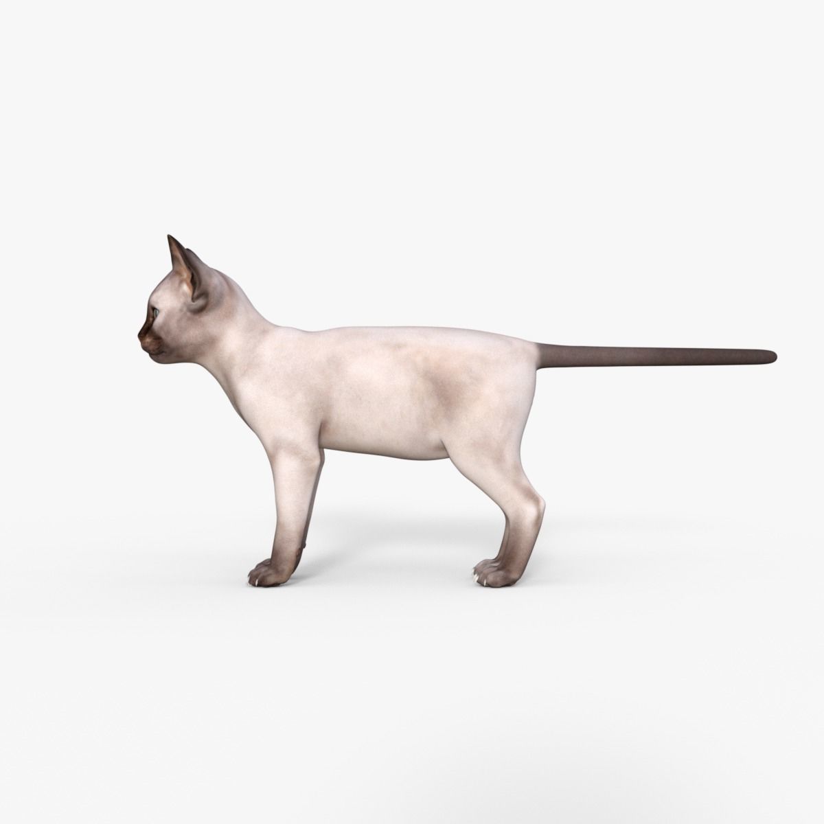 3D Realistic Siamese  Cute Kitten Rigged 3D model_11