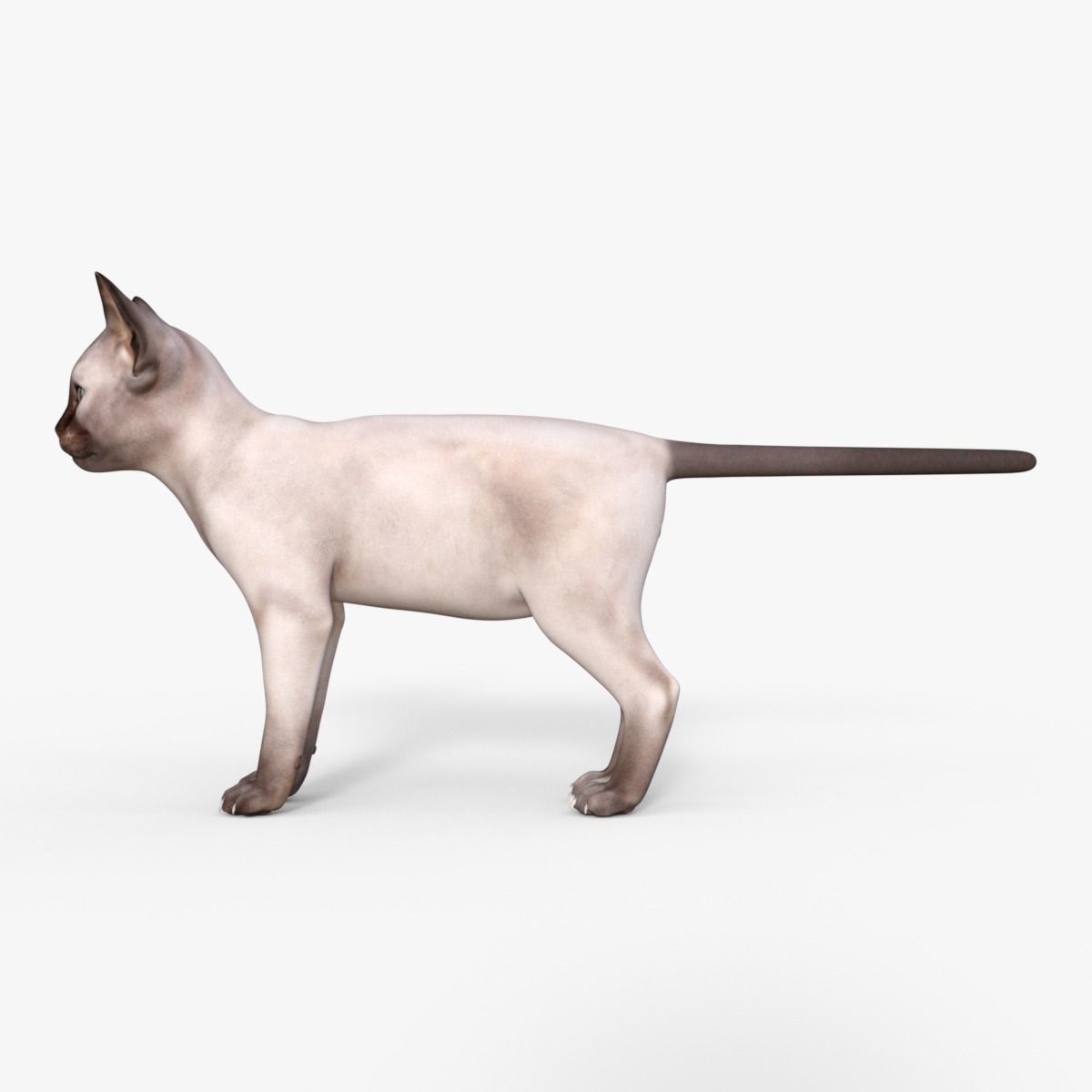 3D Realistic Siamese  Cute Kitten Rigged 3D model_3