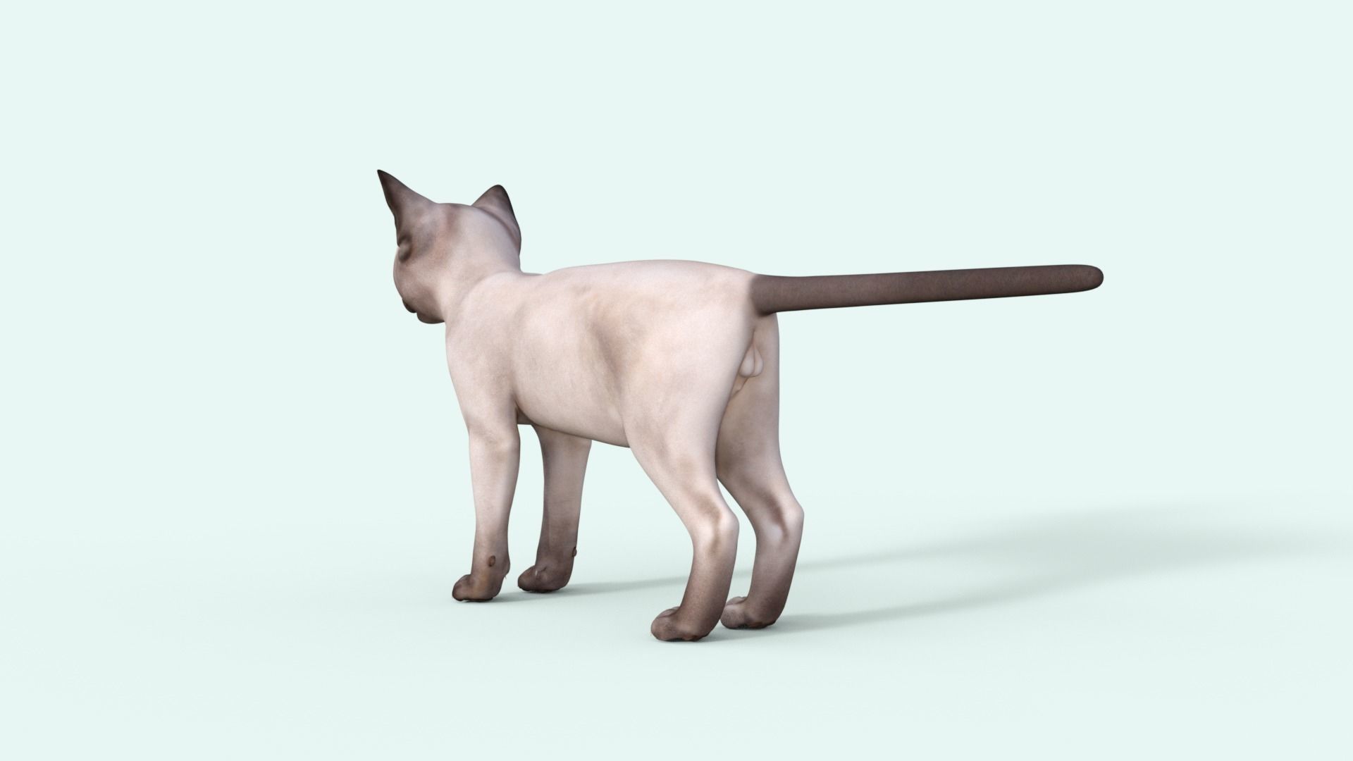 3D Realistic Siamese  Cute Kitten Rigged 3D model_27