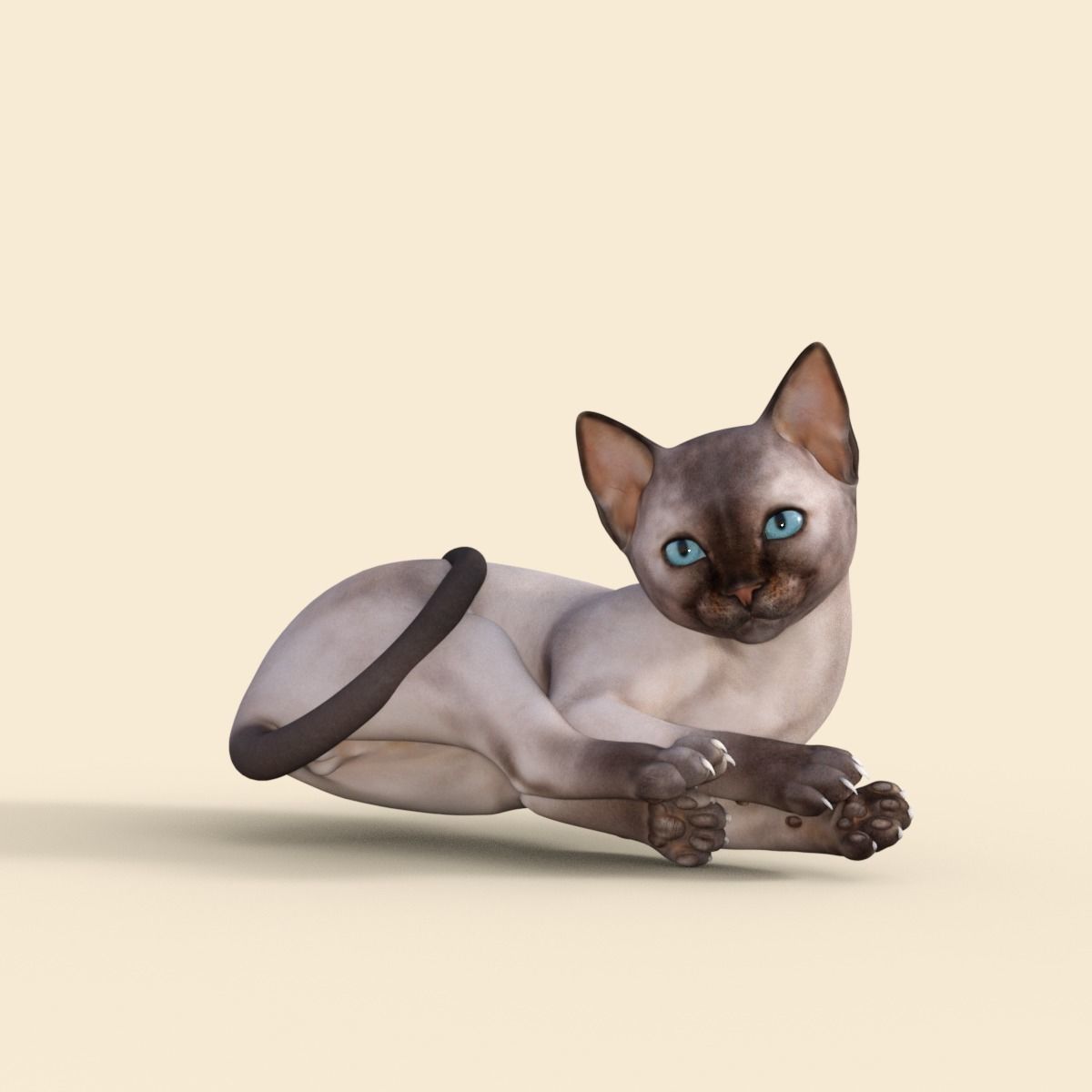 3D Realistic Siamese  Cute Kitten Rigged 3D model_17