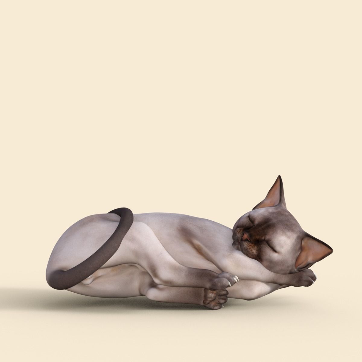 3D Realistic Siamese  Cute Kitten Rigged 3D model_18
