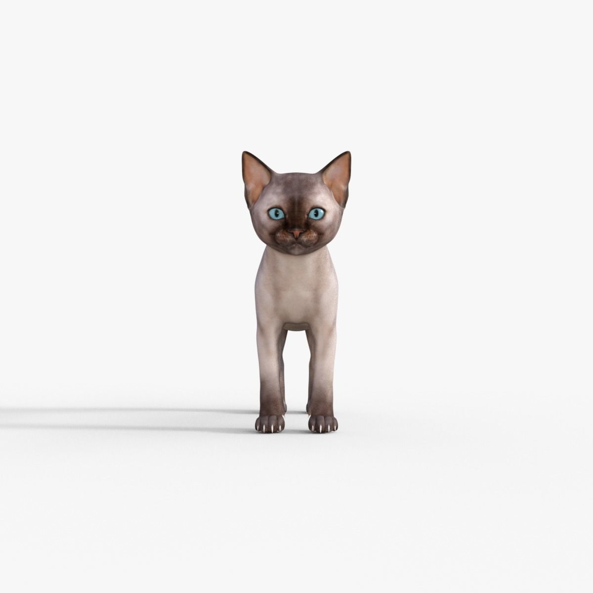 3D Realistic Siamese  Cute Kitten Rigged 3D model_9