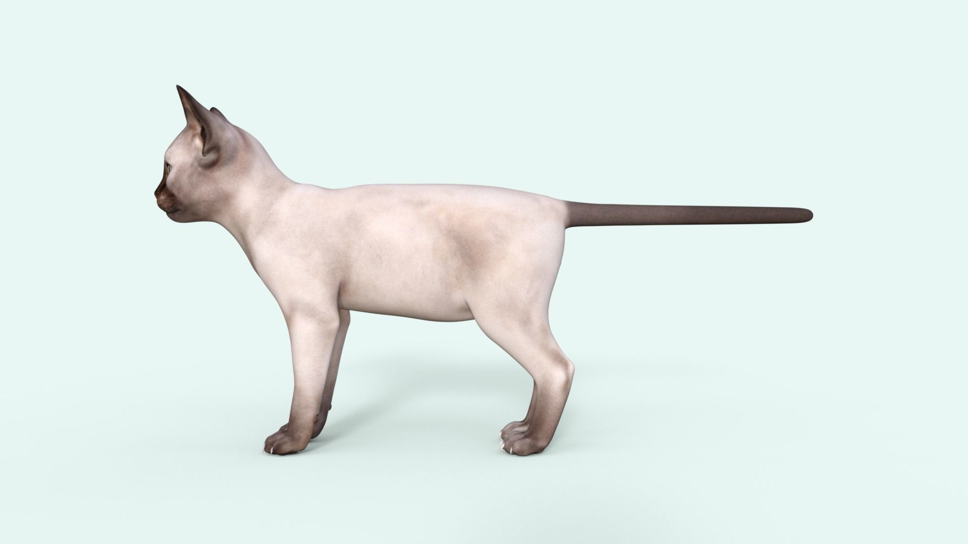 3D Realistic Siamese  Cute Kitten Rigged 3D model_26