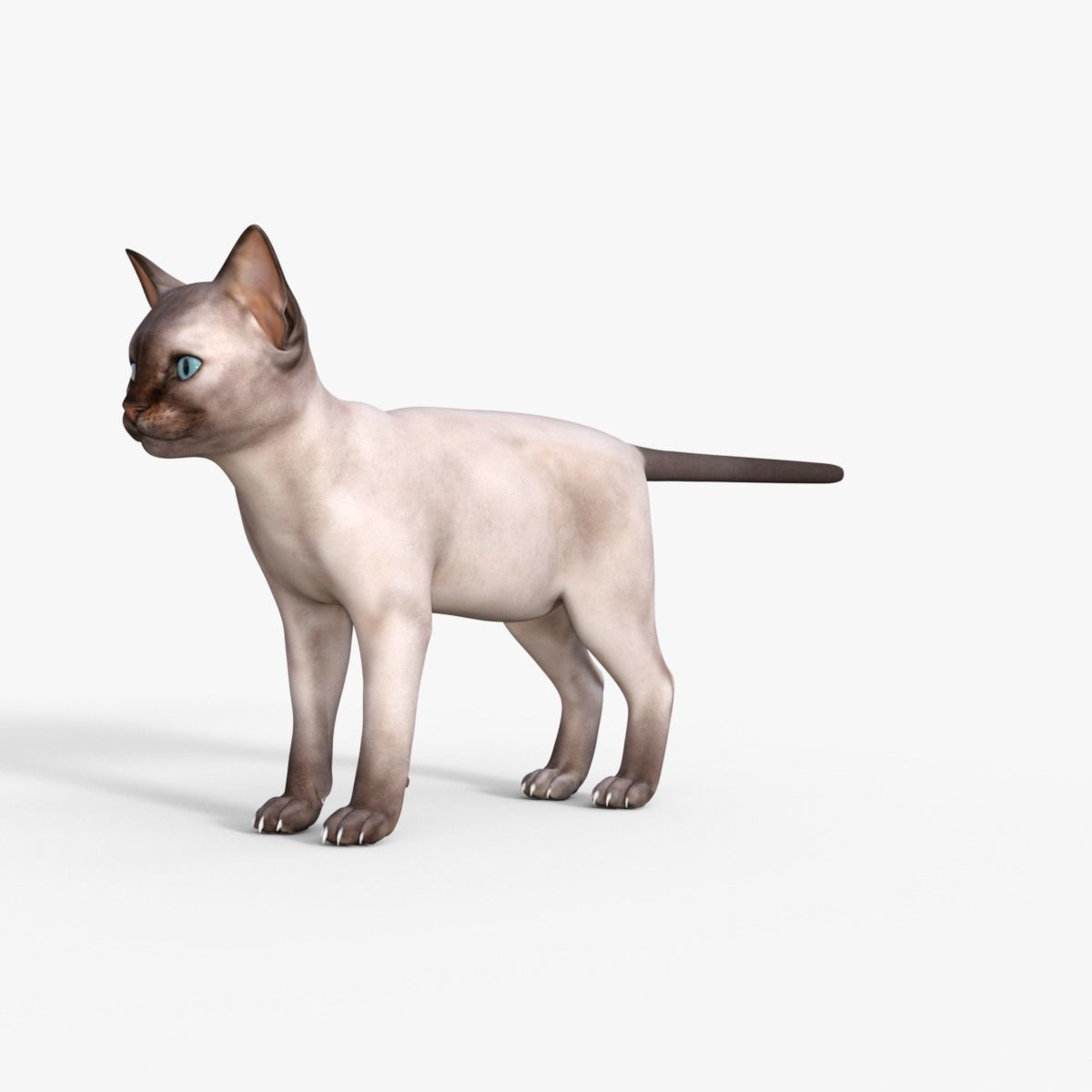 3D Realistic Siamese  Cute Kitten Rigged 3D model_1