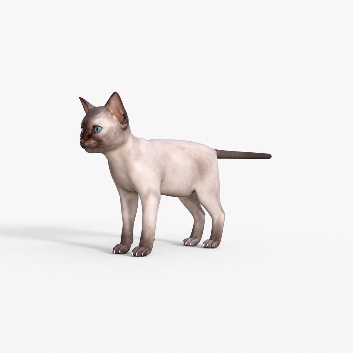 3D Realistic Siamese  Cute Kitten Rigged 3D model_10