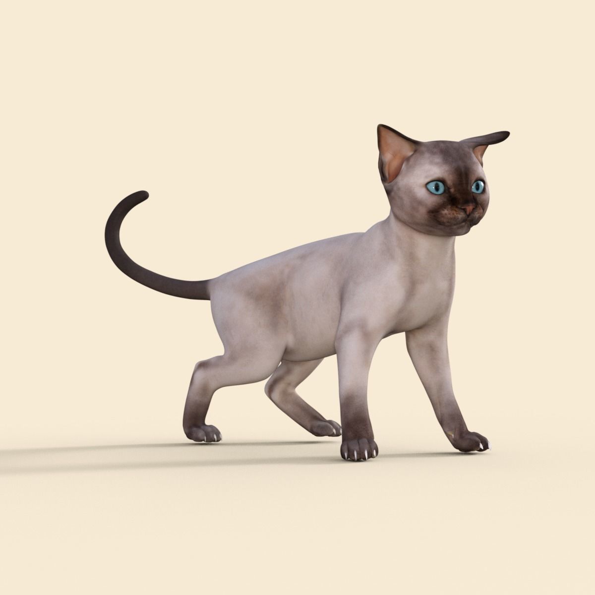 3D Realistic Siamese  Cute Kitten Rigged 3D model_23