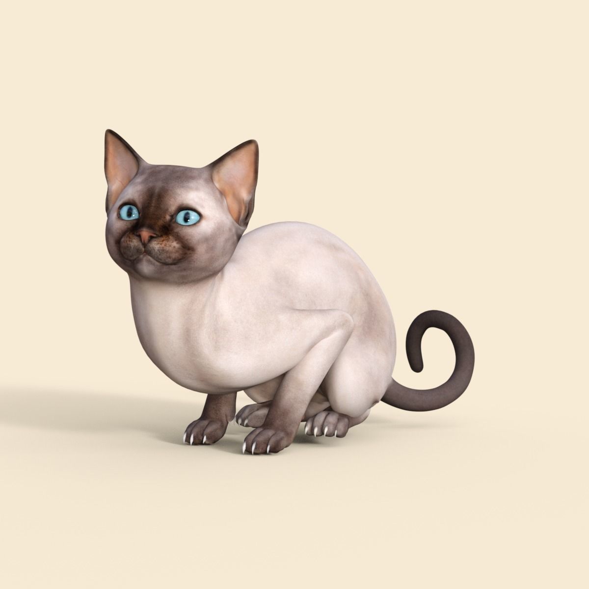 3D Realistic Siamese  Cute Kitten Rigged 3D model_15