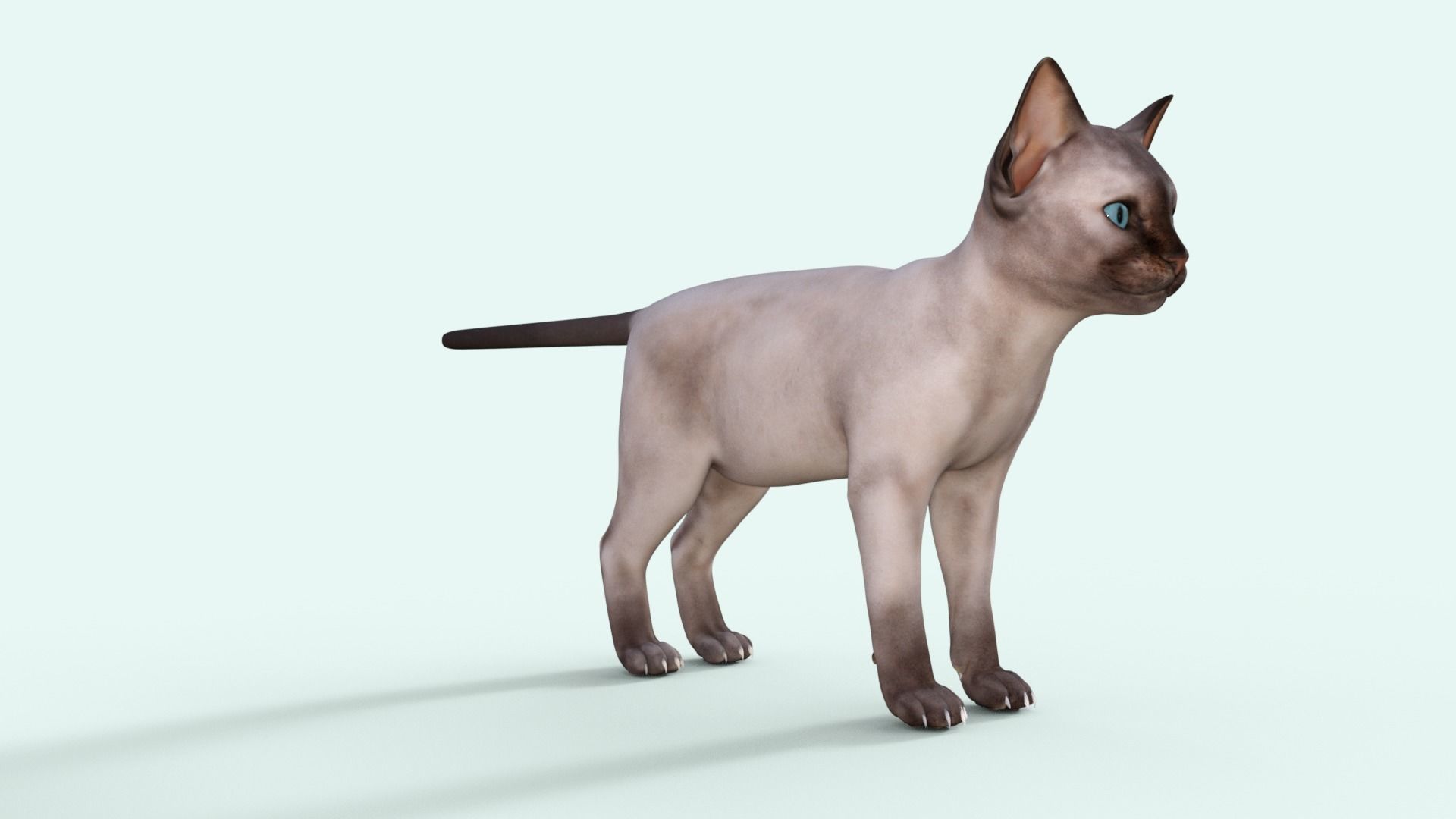 3D Realistic Siamese  Cute Kitten Rigged 3D model_31