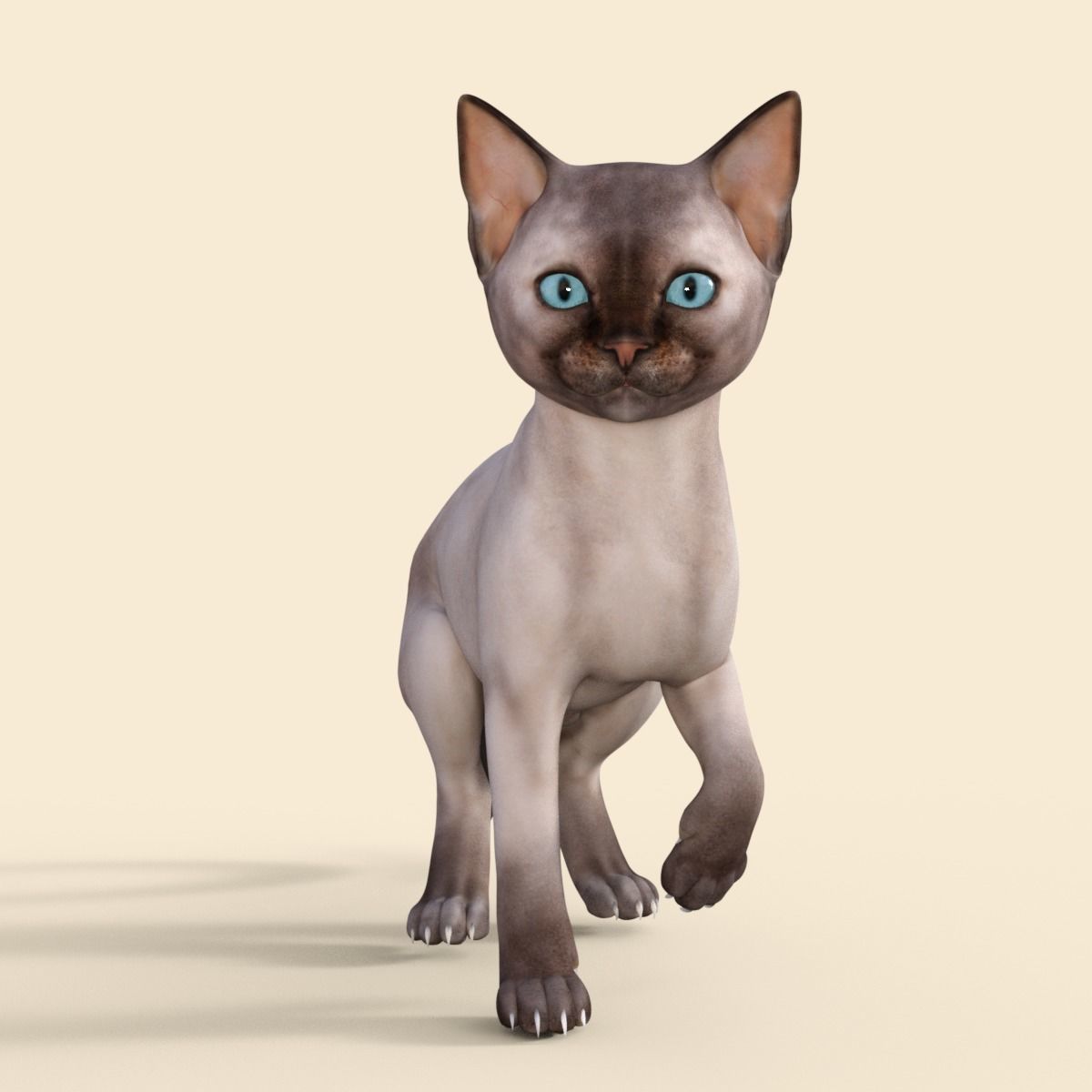 3D Realistic Siamese  Cute Kitten Rigged 3D model_14