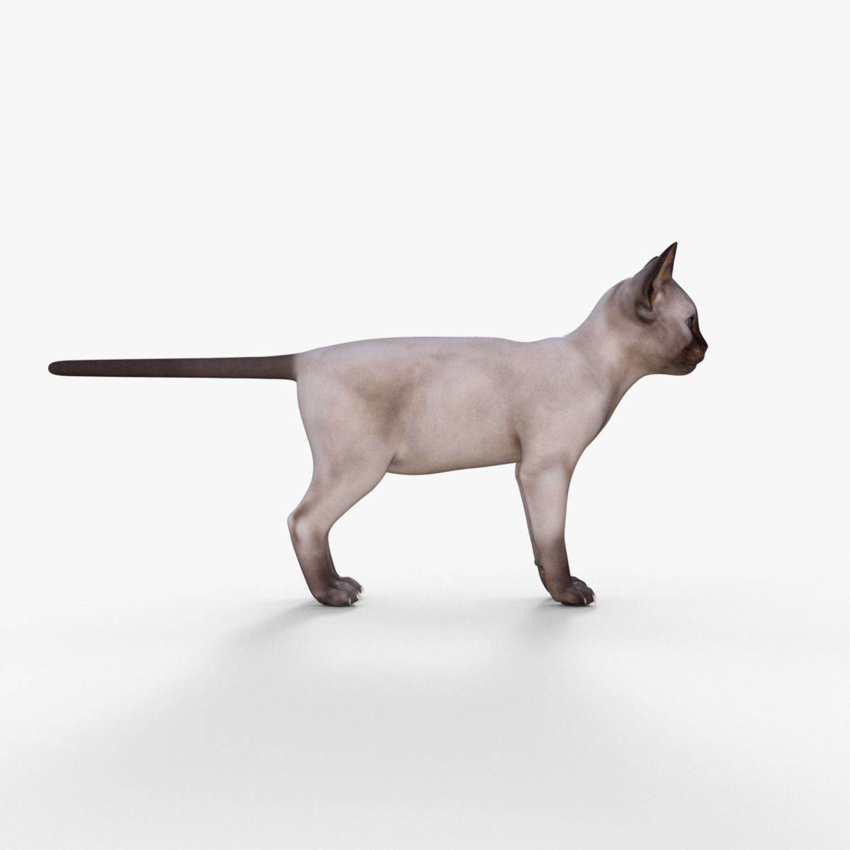 3D Realistic Siamese  Cute Kitten Rigged 3D model_7