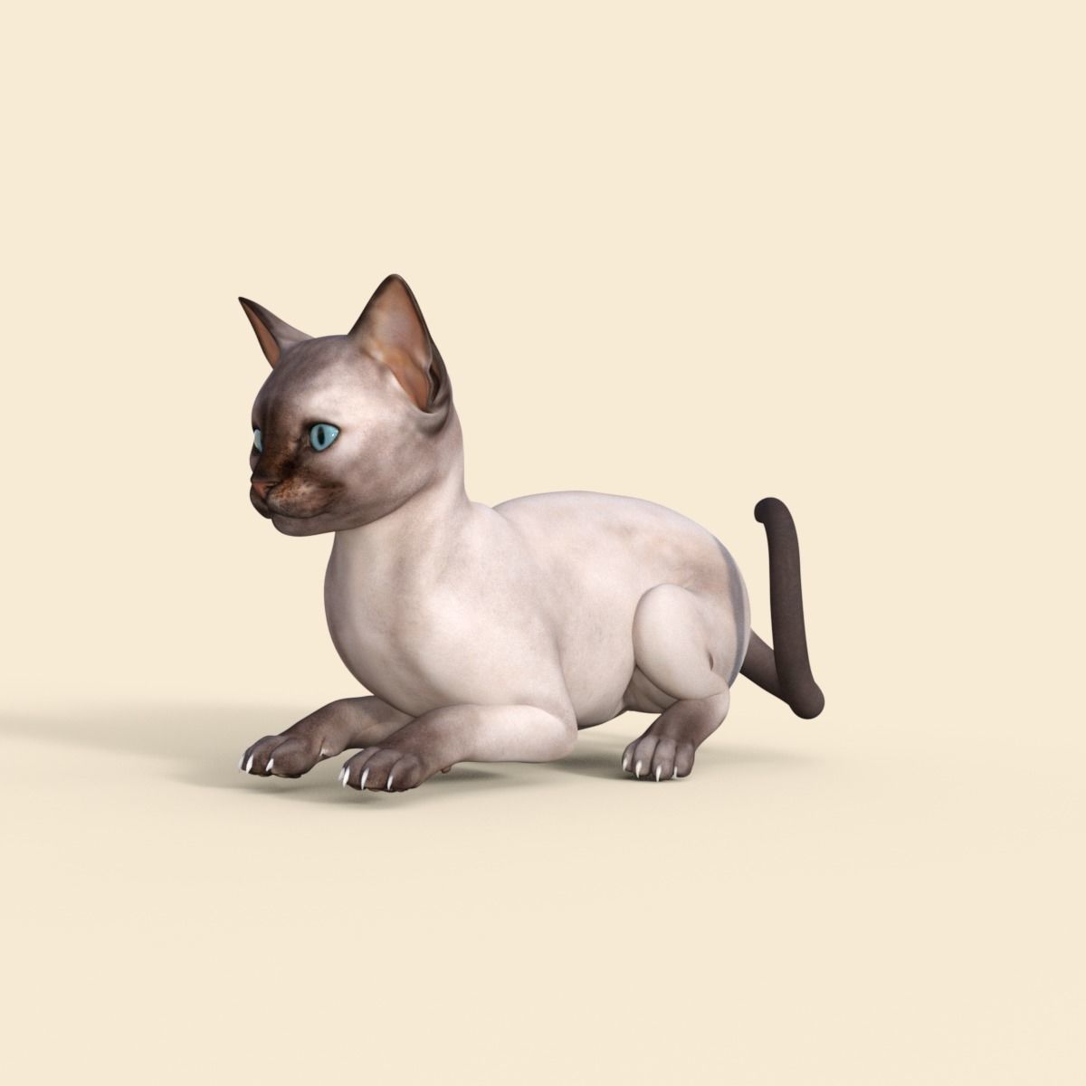 3D Realistic Siamese  Cute Kitten Rigged 3D model_16