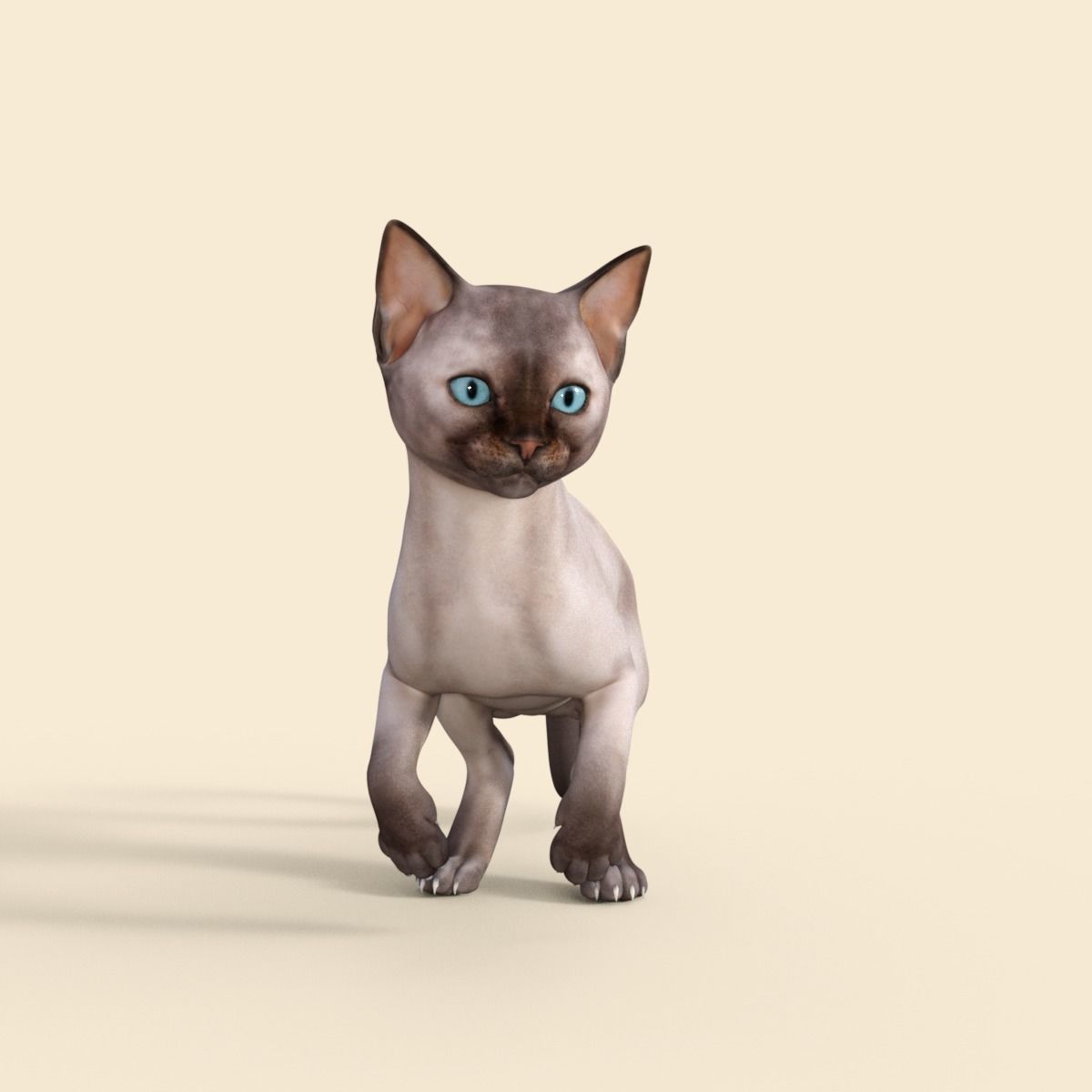 3D Realistic Siamese  Cute Kitten Rigged 3D model_20