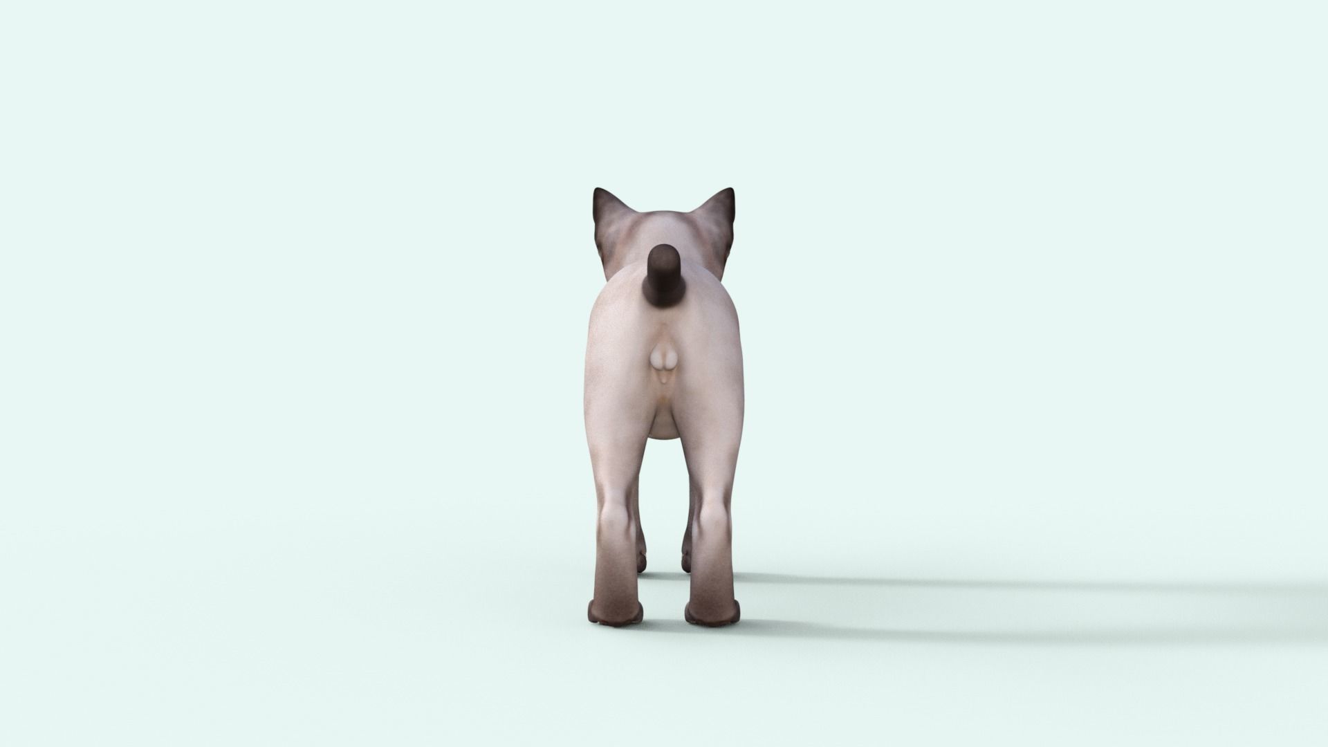 3D Realistic Siamese  Cute Kitten Rigged 3D model_28