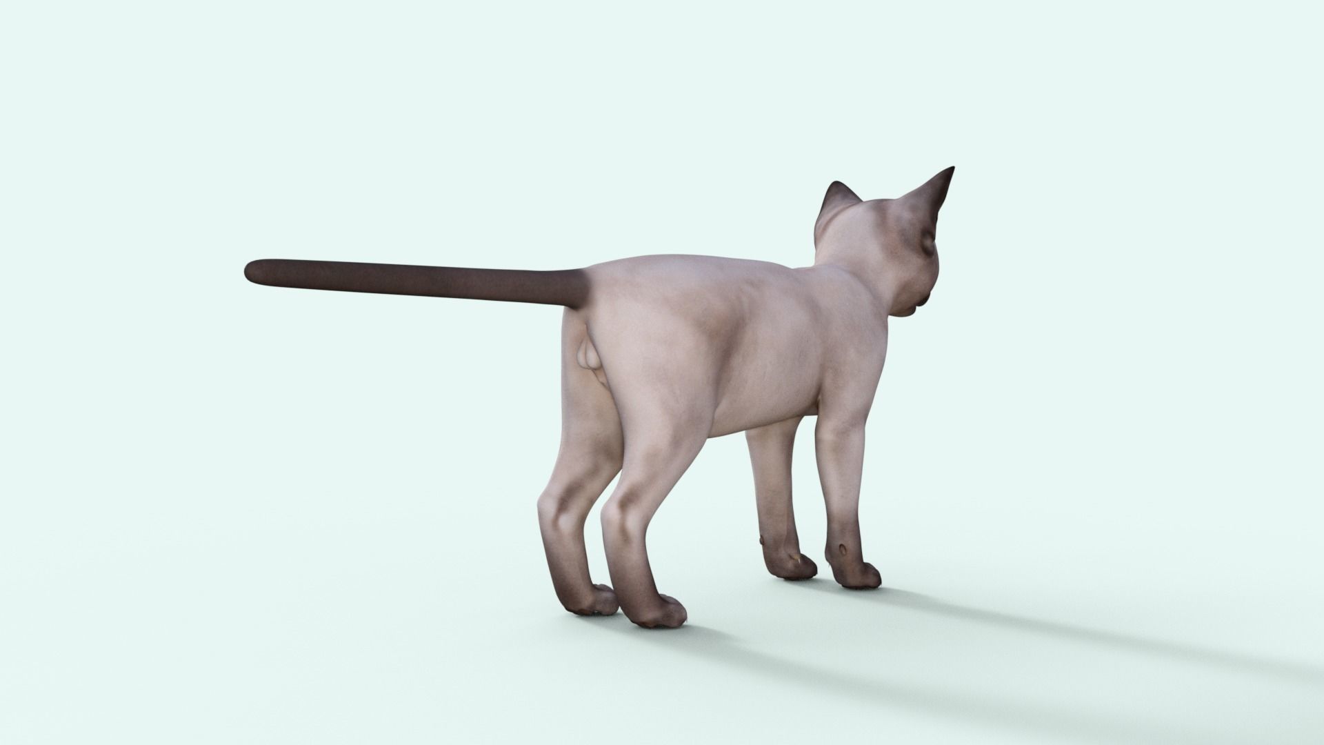 3D Realistic Siamese  Cute Kitten Rigged 3D model_29