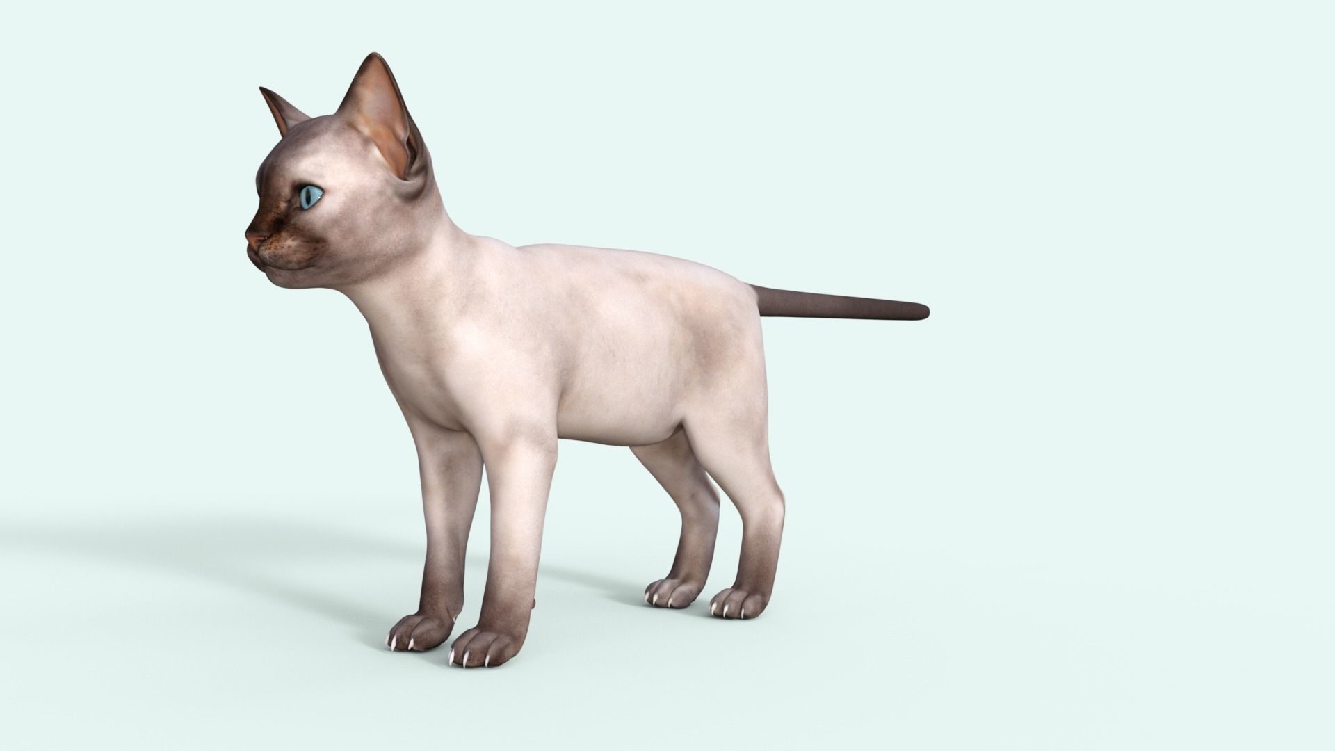 3D Realistic Siamese  Cute Kitten Rigged 3D model_25