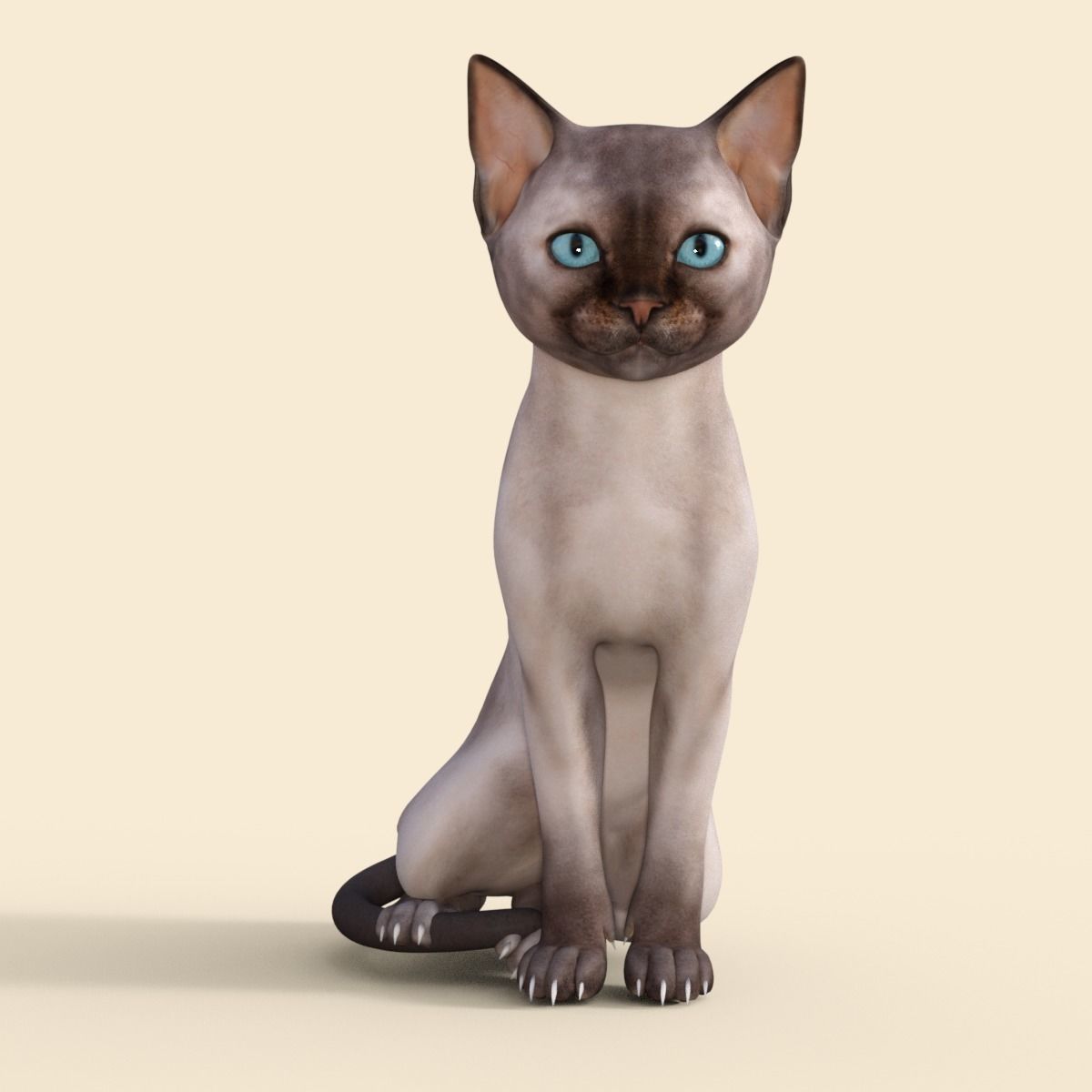 3D Realistic Siamese  Cute Kitten Rigged 3D model_13