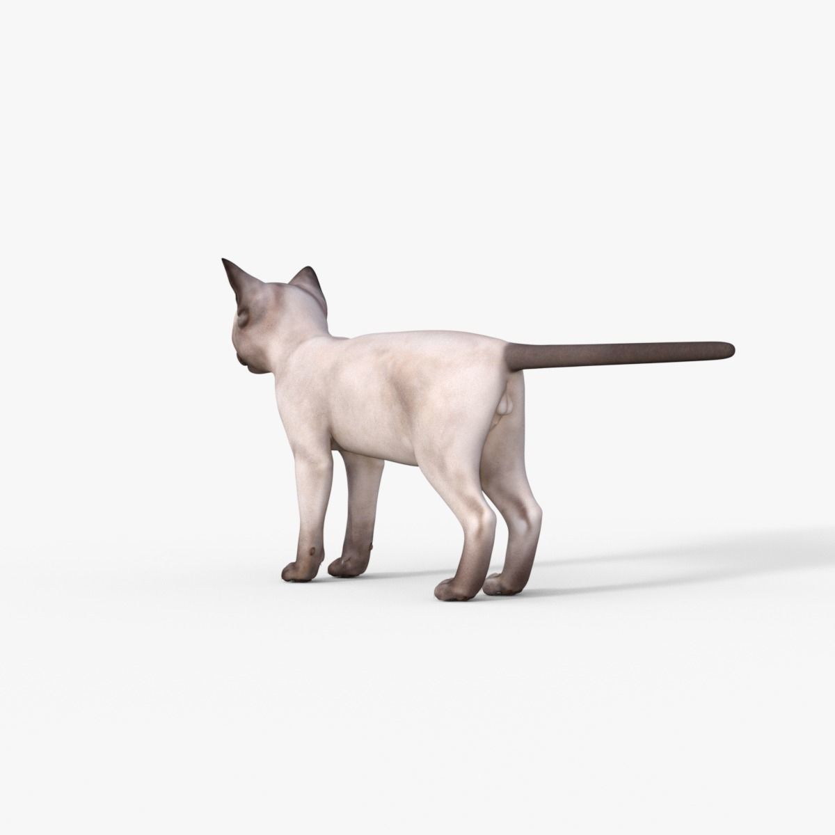 3D Realistic Siamese  Cute Kitten Rigged 3D model_12