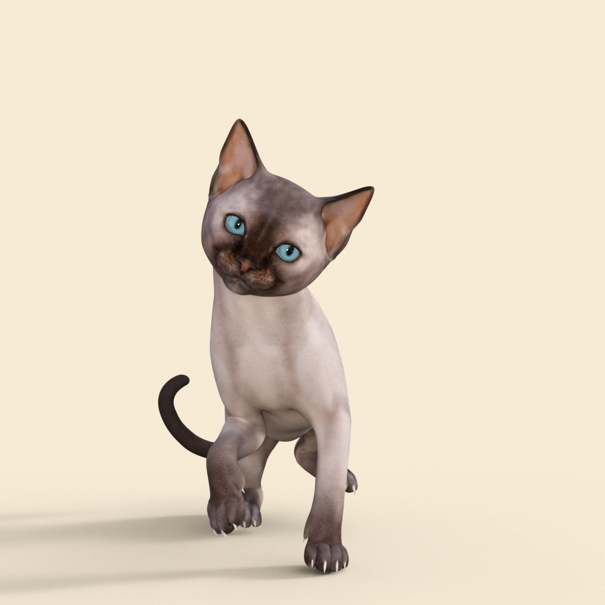 3D Realistic Siamese  Cute Kitten Rigged 3D model_22
