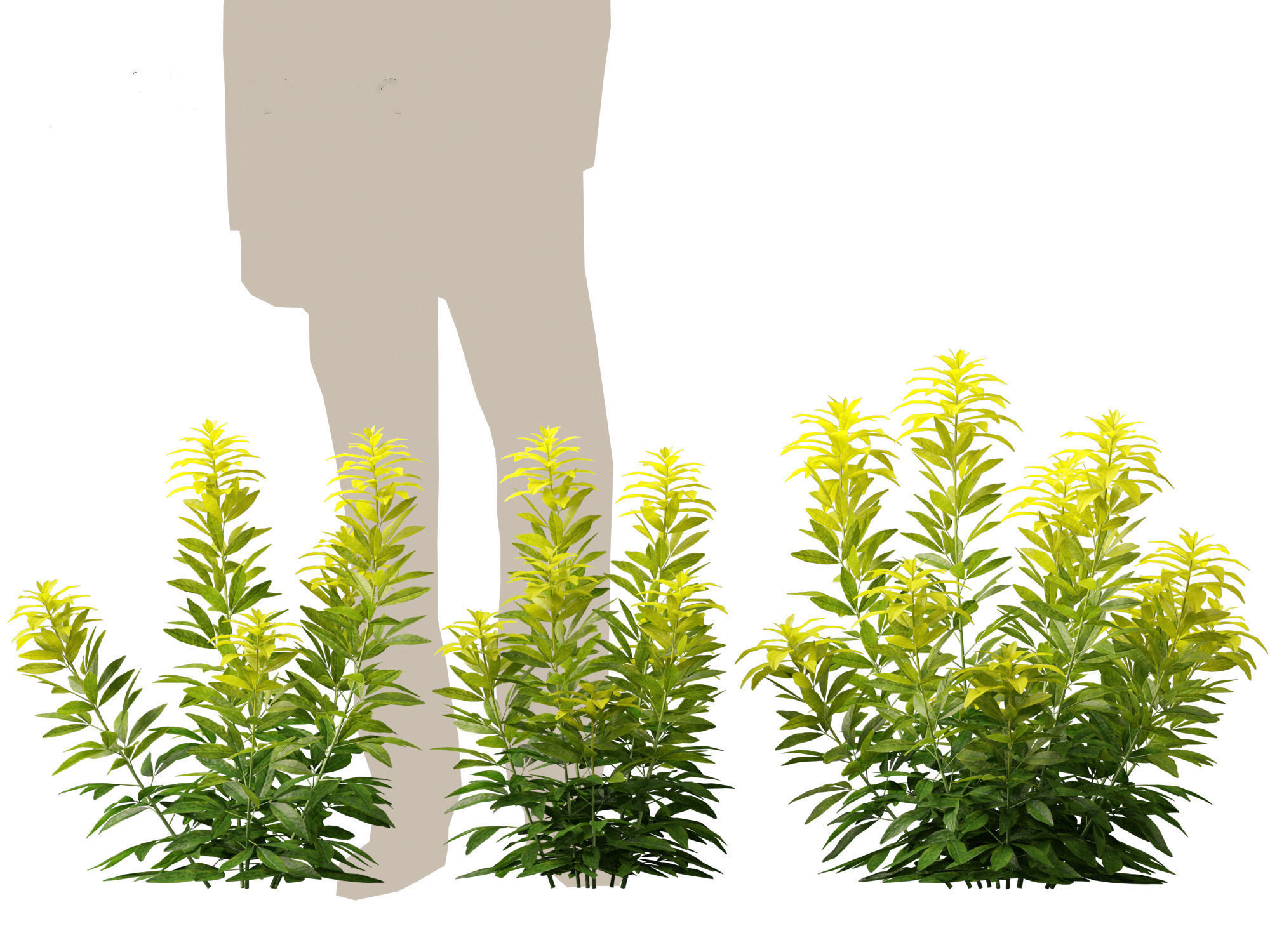 Choisya ternata Moonsleeper - Mexican orange blossom 3D model_4