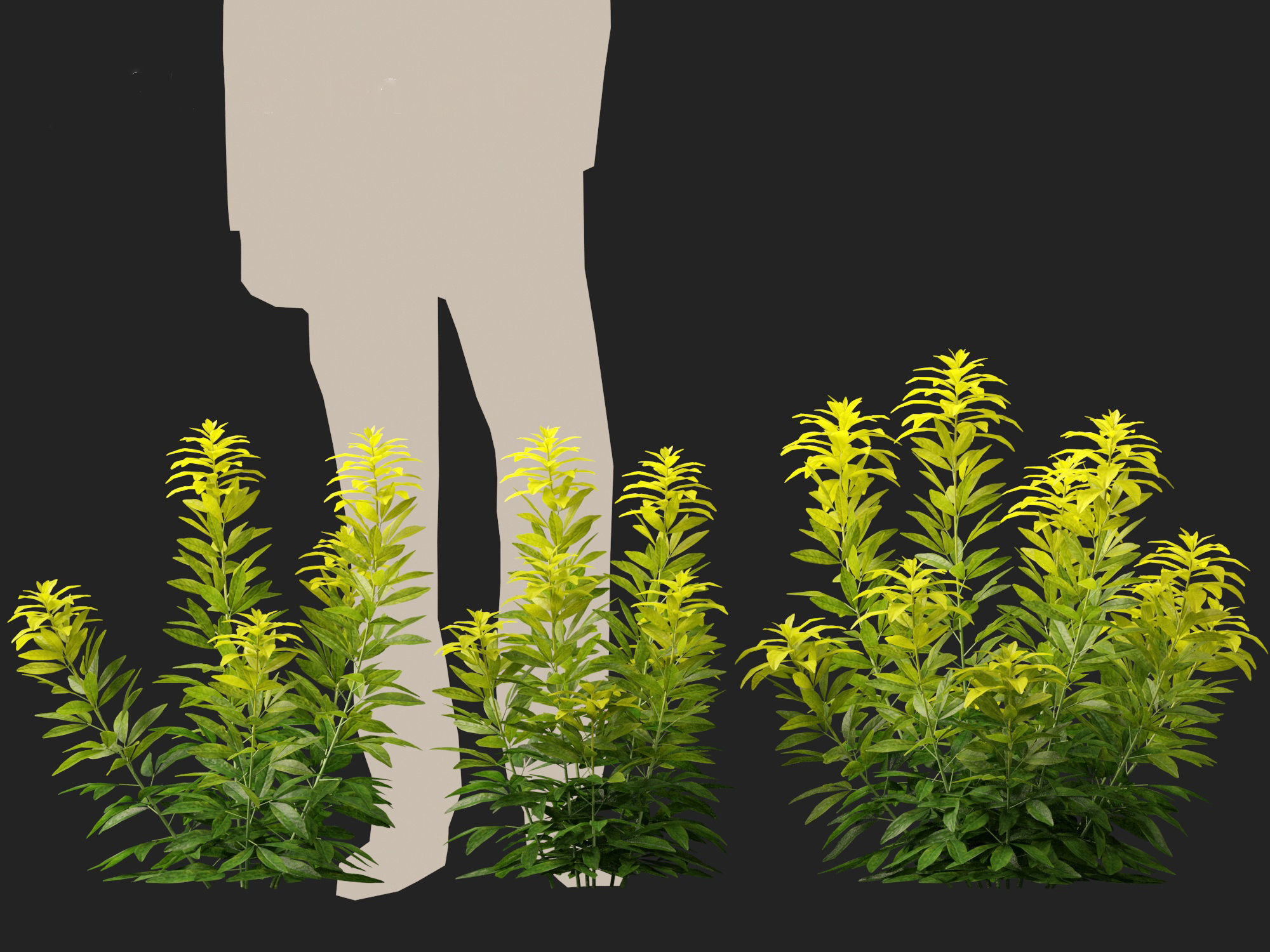 Choisya ternata Moonsleeper - Mexican orange blossom 3D model_5