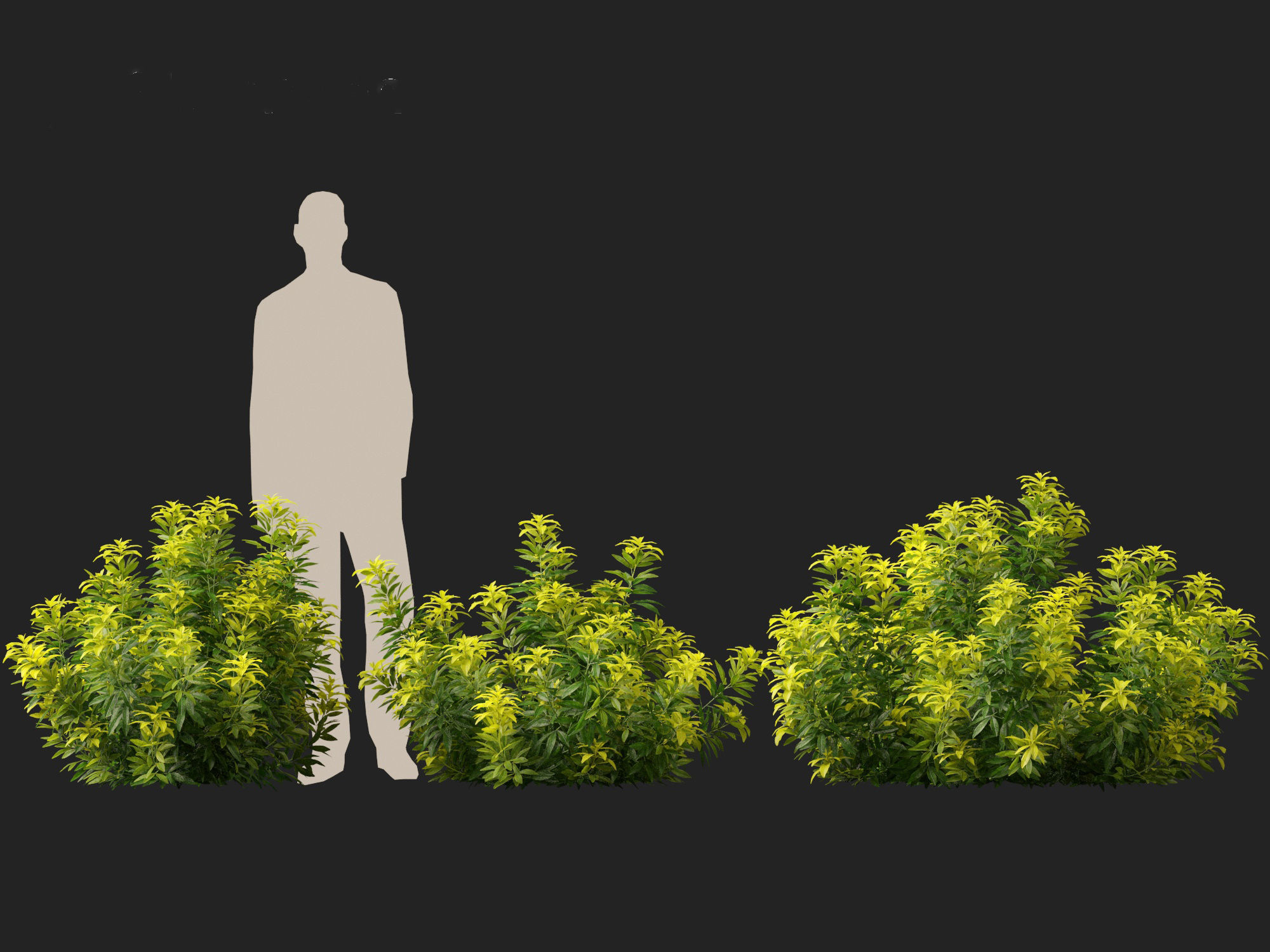 Choisya ternata Moonsleeper - Mexican orange blossom 3D model_7