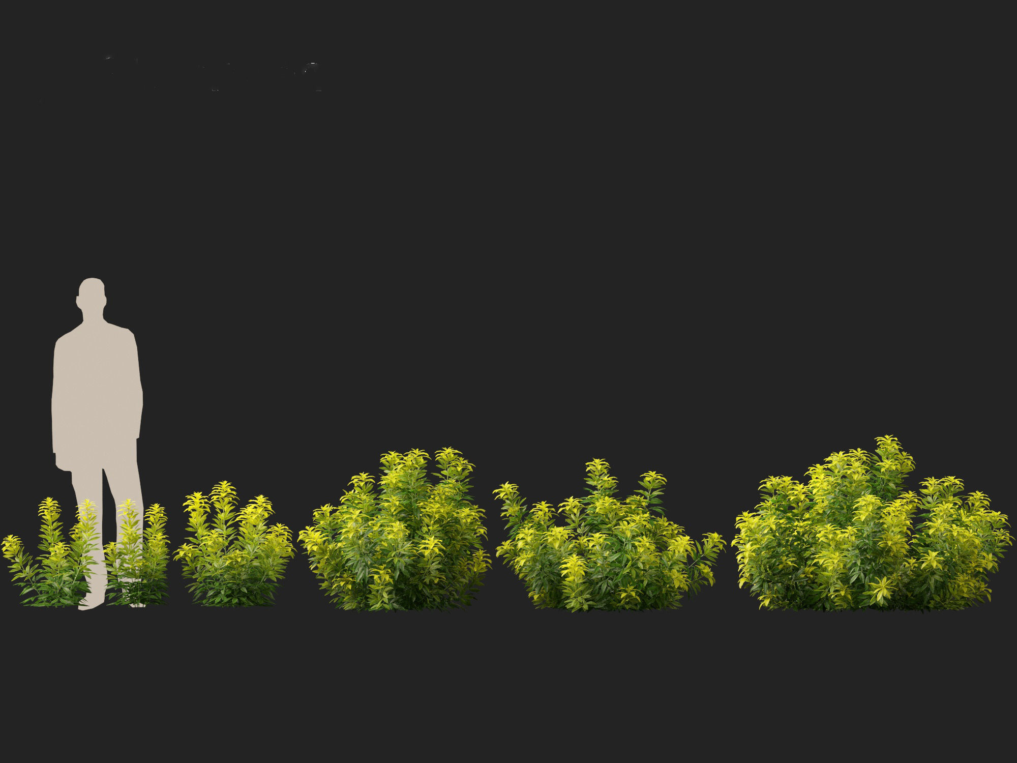 Choisya ternata Moonsleeper - Mexican orange blossom 3D model_3