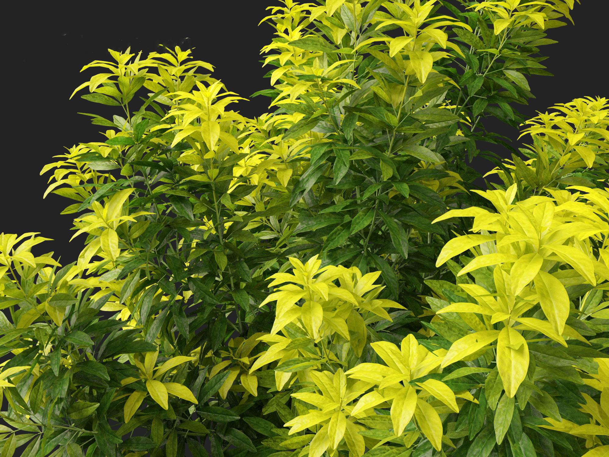 Choisya ternata Moonsleeper - Mexican orange blossom 3D model_2