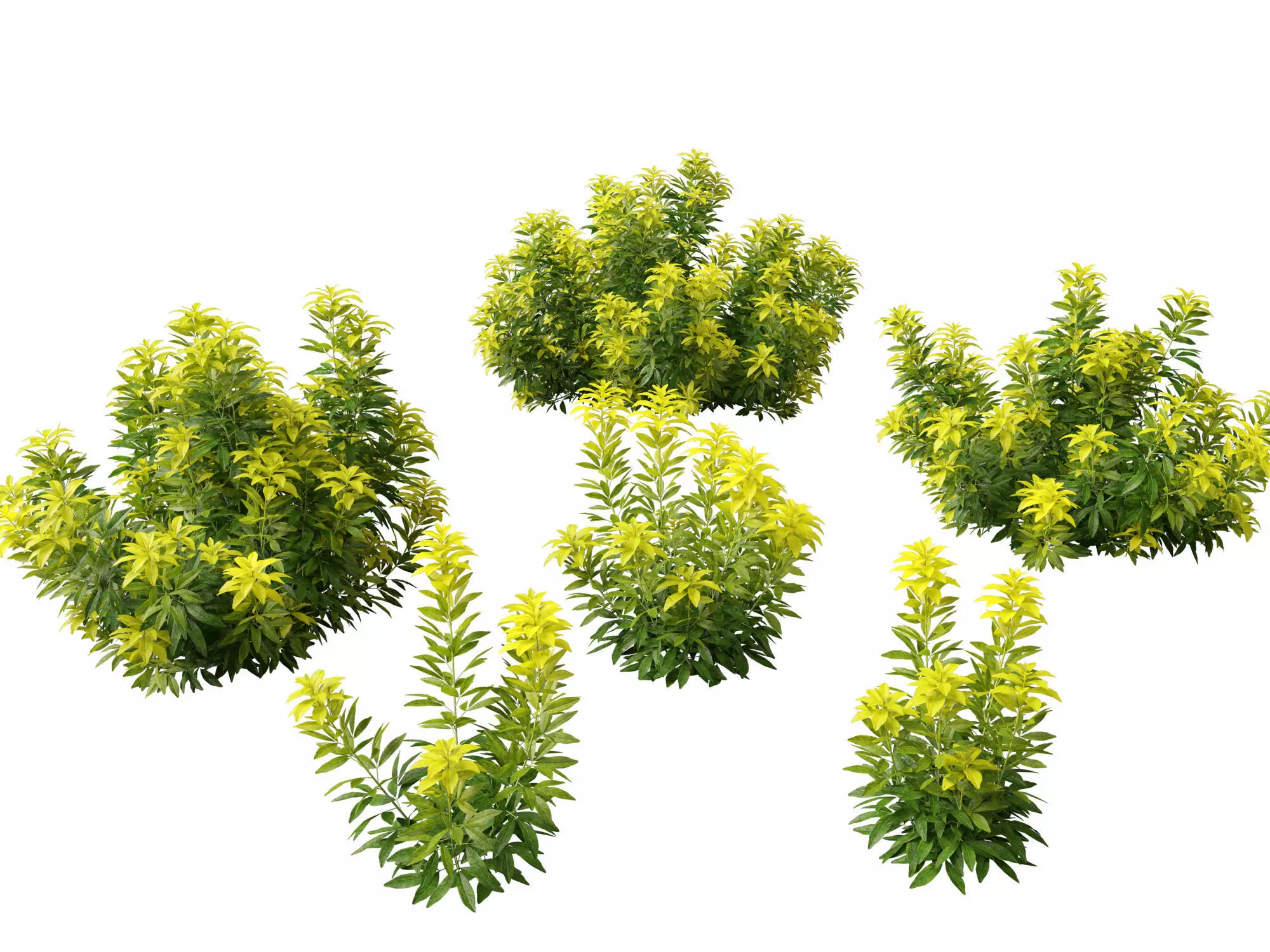 Choisya ternata Moonsleeper - Mexican orange blossom 3D model_0