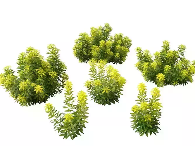 Choisya ternata Moonsleeper - Mexican orange blossom