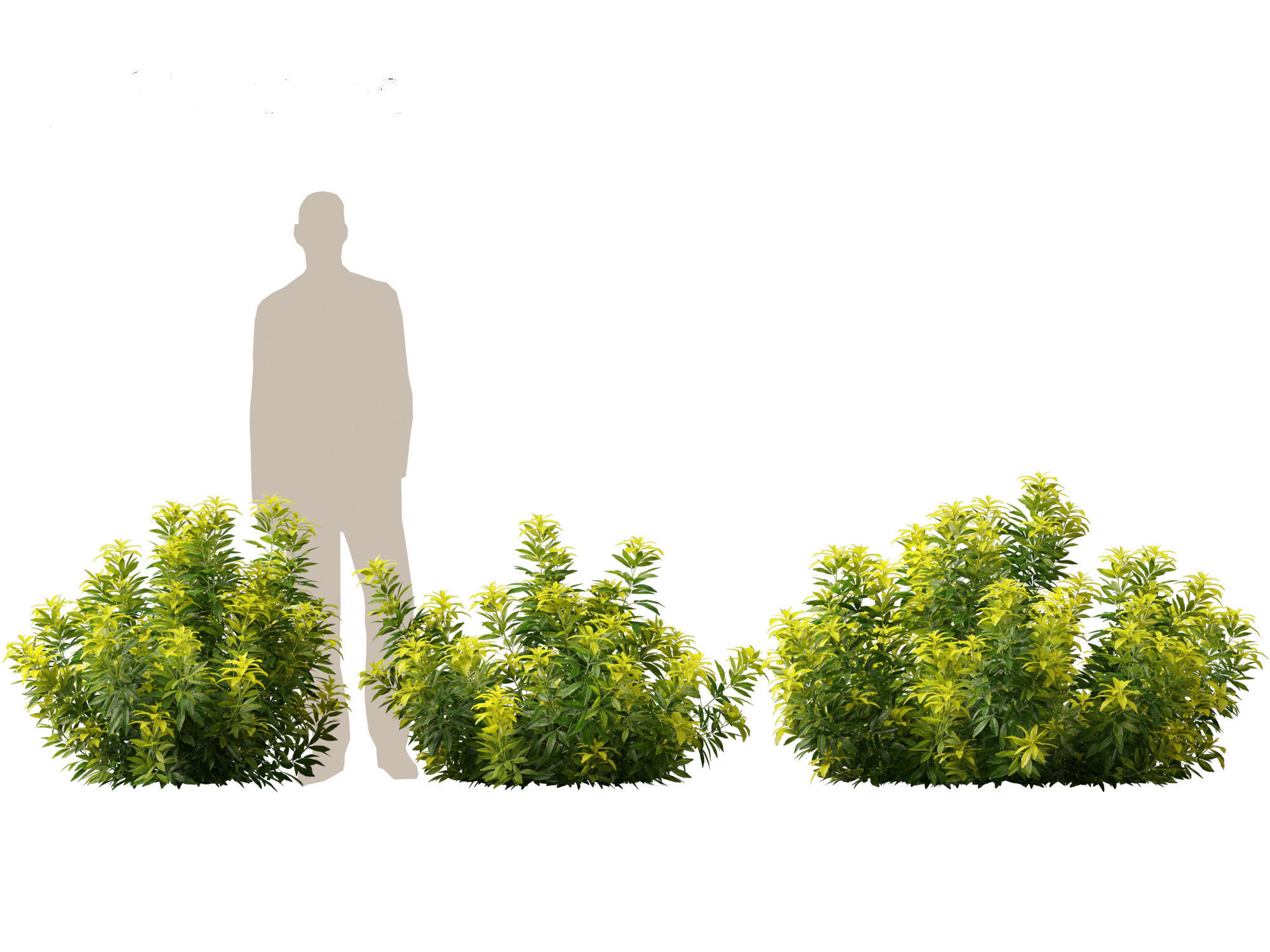 Choisya ternata Moonsleeper - Mexican orange blossom 3D model_6