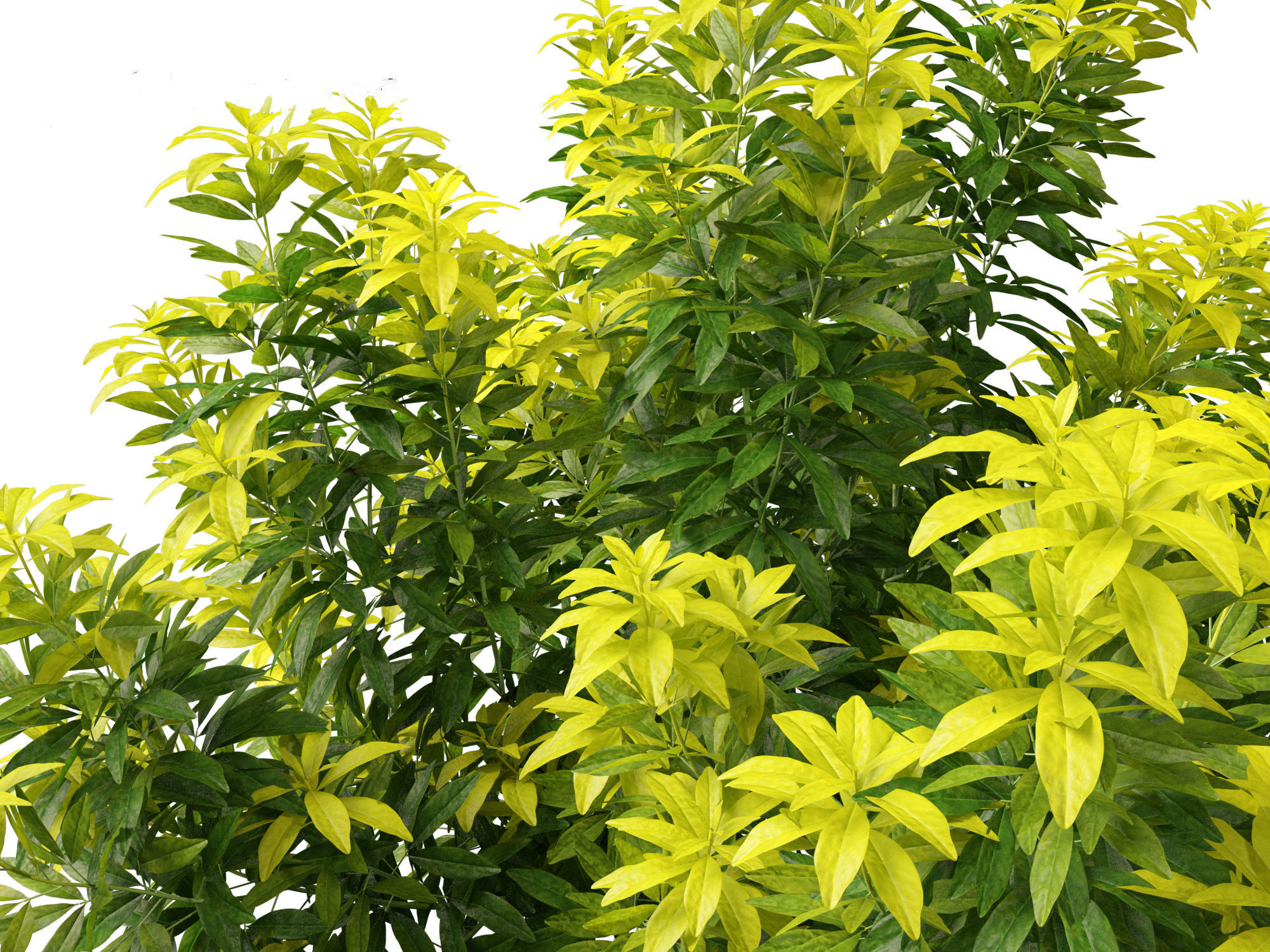 Choisya ternata Moonsleeper - Mexican orange blossom 3D model_9