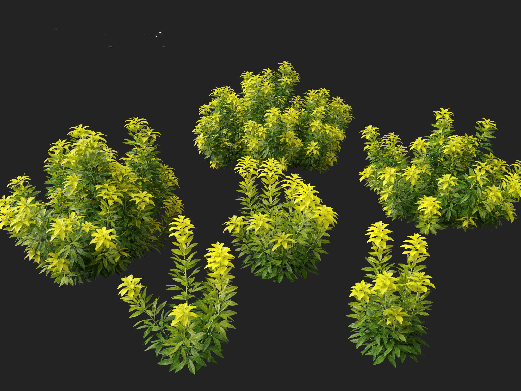 Choisya ternata Moonsleeper - Mexican orange blossom 3D model_8